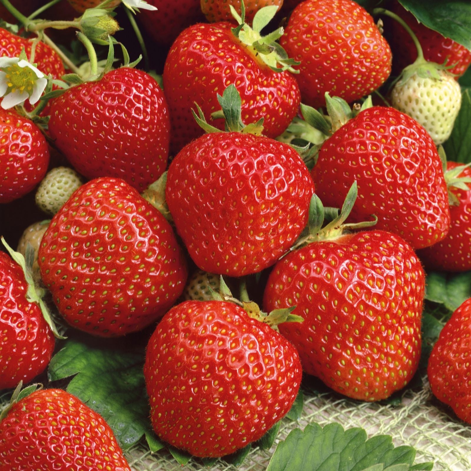 Plants 2 Gardens Strawberry Elsanta 3 x 2ltr