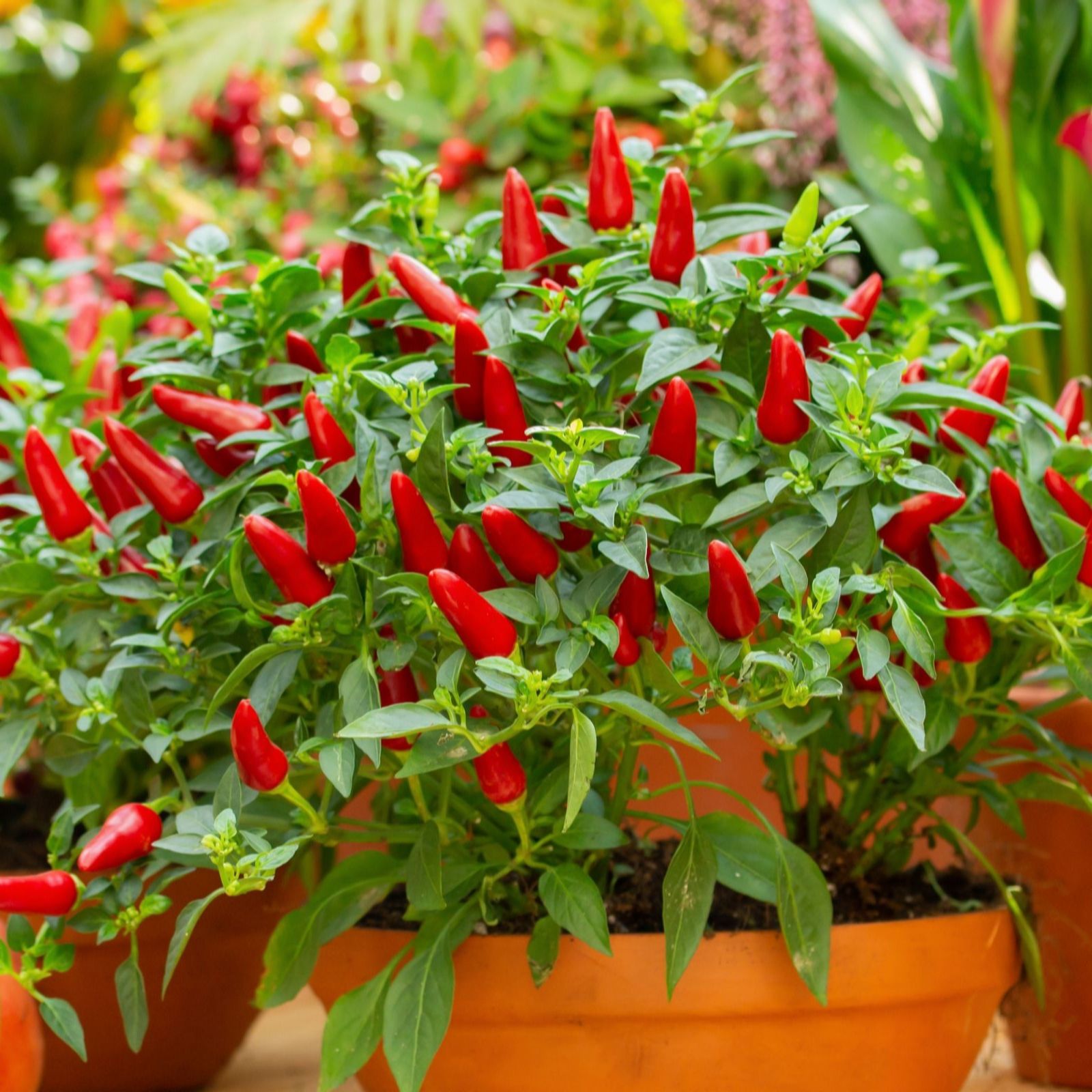 Thompson & Morgan Pepper (Chilli) Windowsill Fiery Flames 2 Litre Pot x1