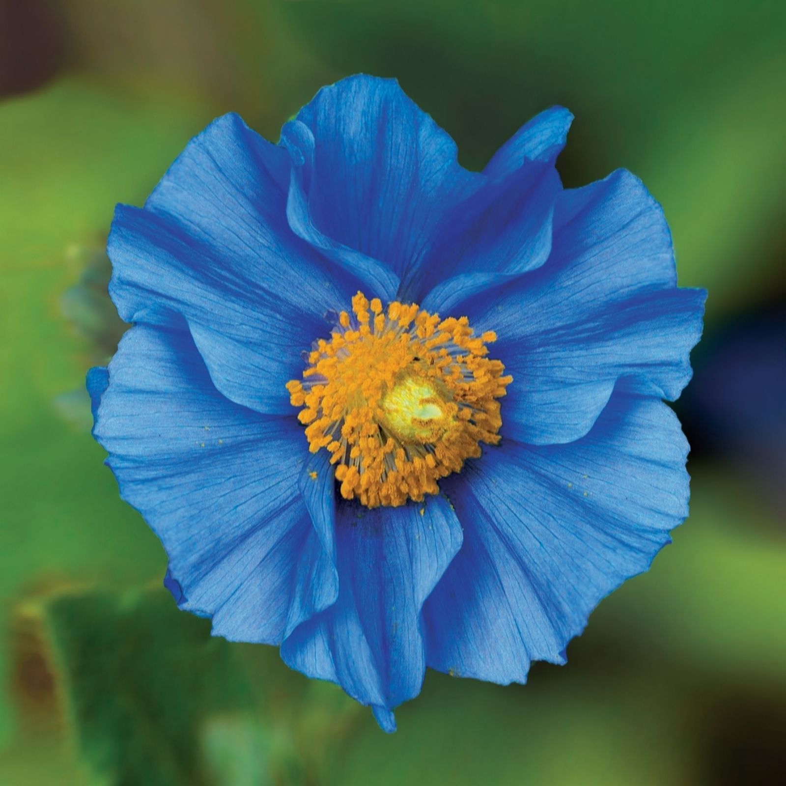 de Jager Astonishing Himalayan Poppies x8