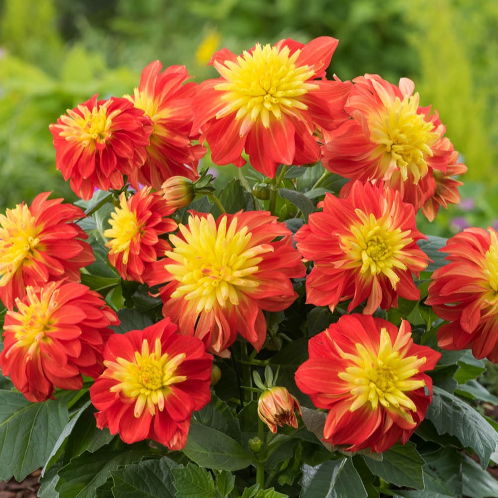 YouGarden Dahlia 'Dalina Maxi Fireball' plug plants x12