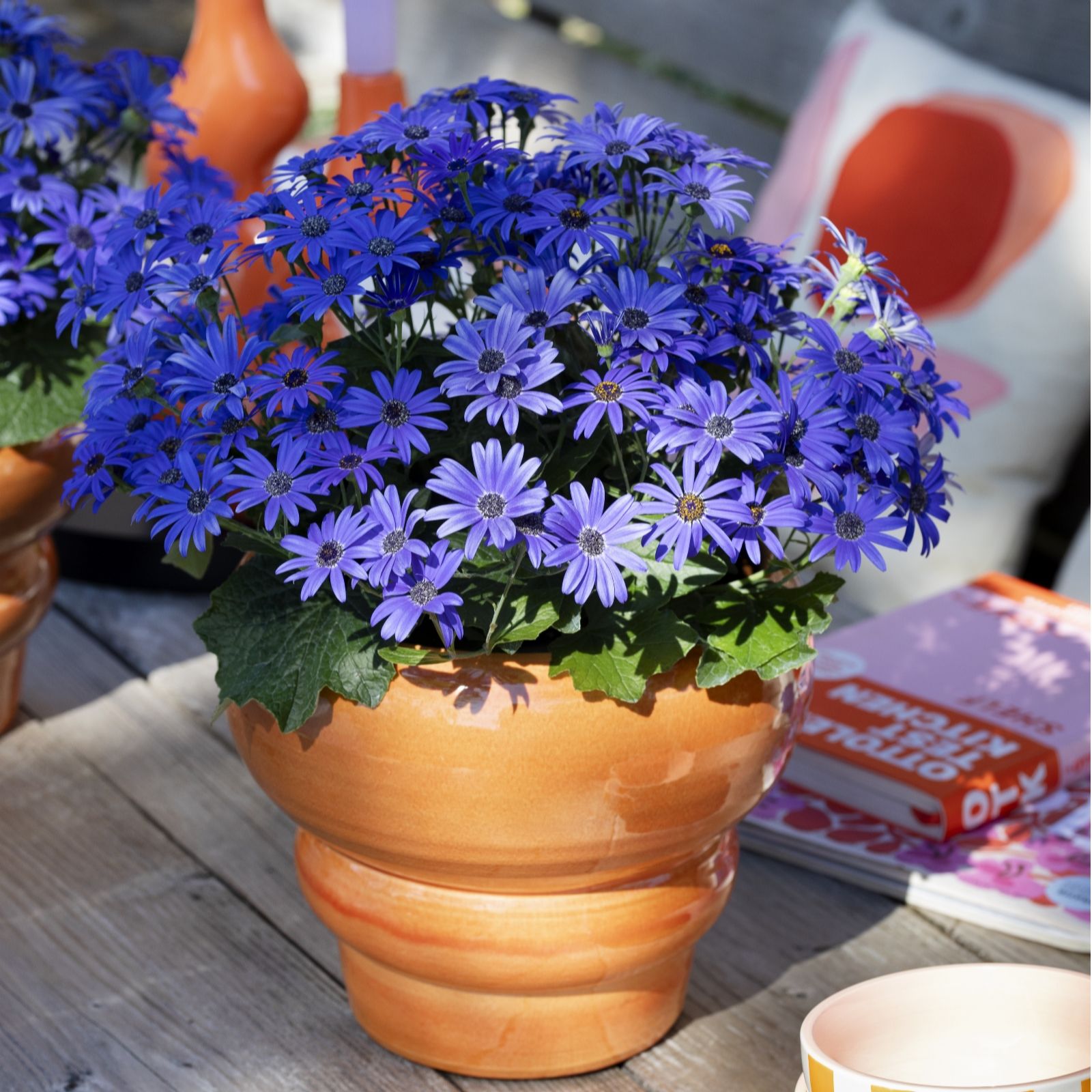 Plants2Gardens Pericallis Pop Collection 3 x 10.5cm