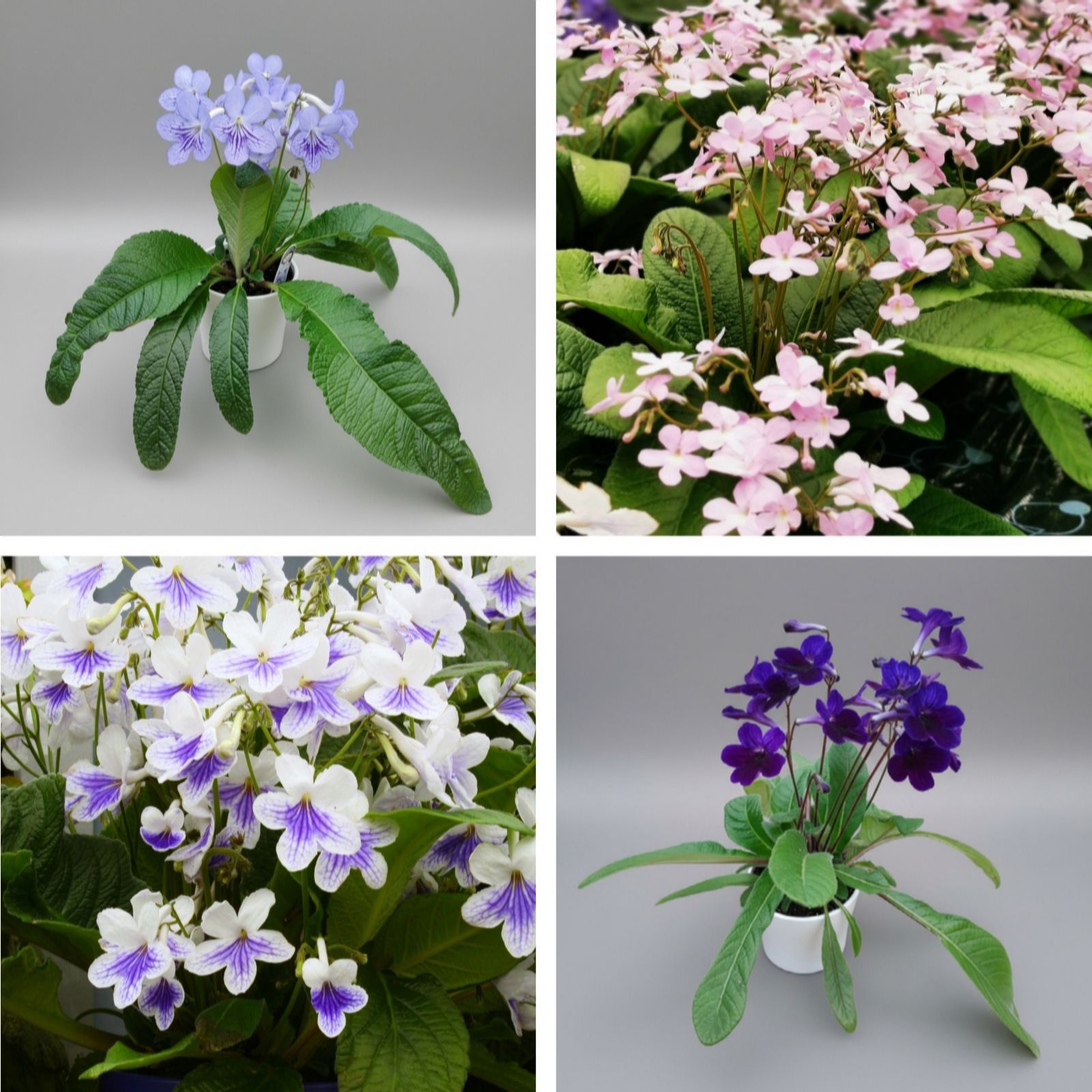 Dibleys Large Streptocarpus Collection