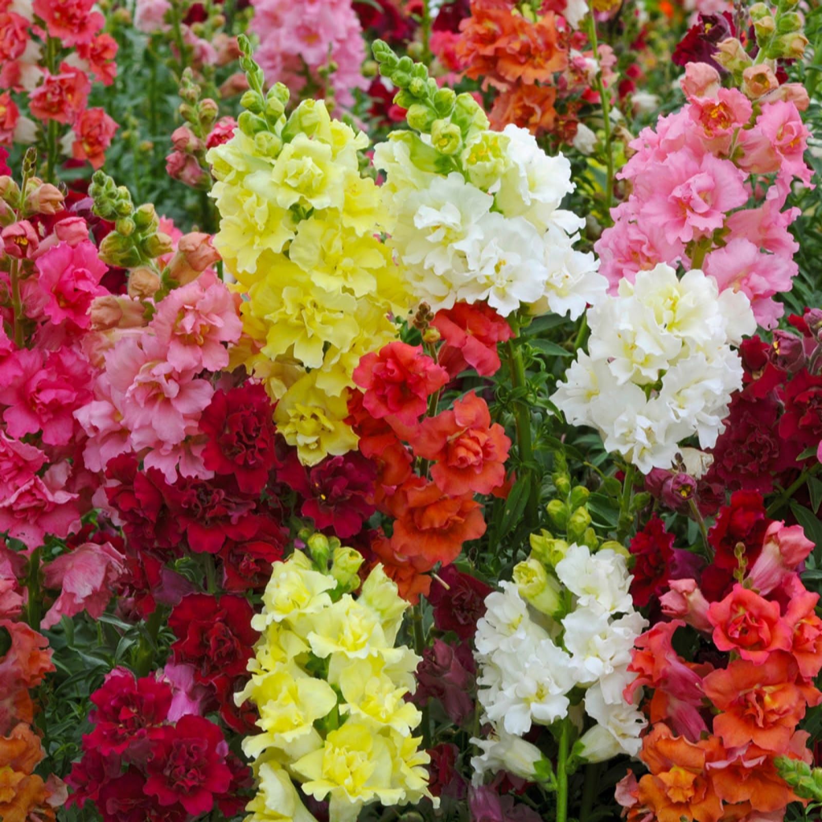 YouGarden Antirrhinum 'Butterflies' Garden Ready Plants x20