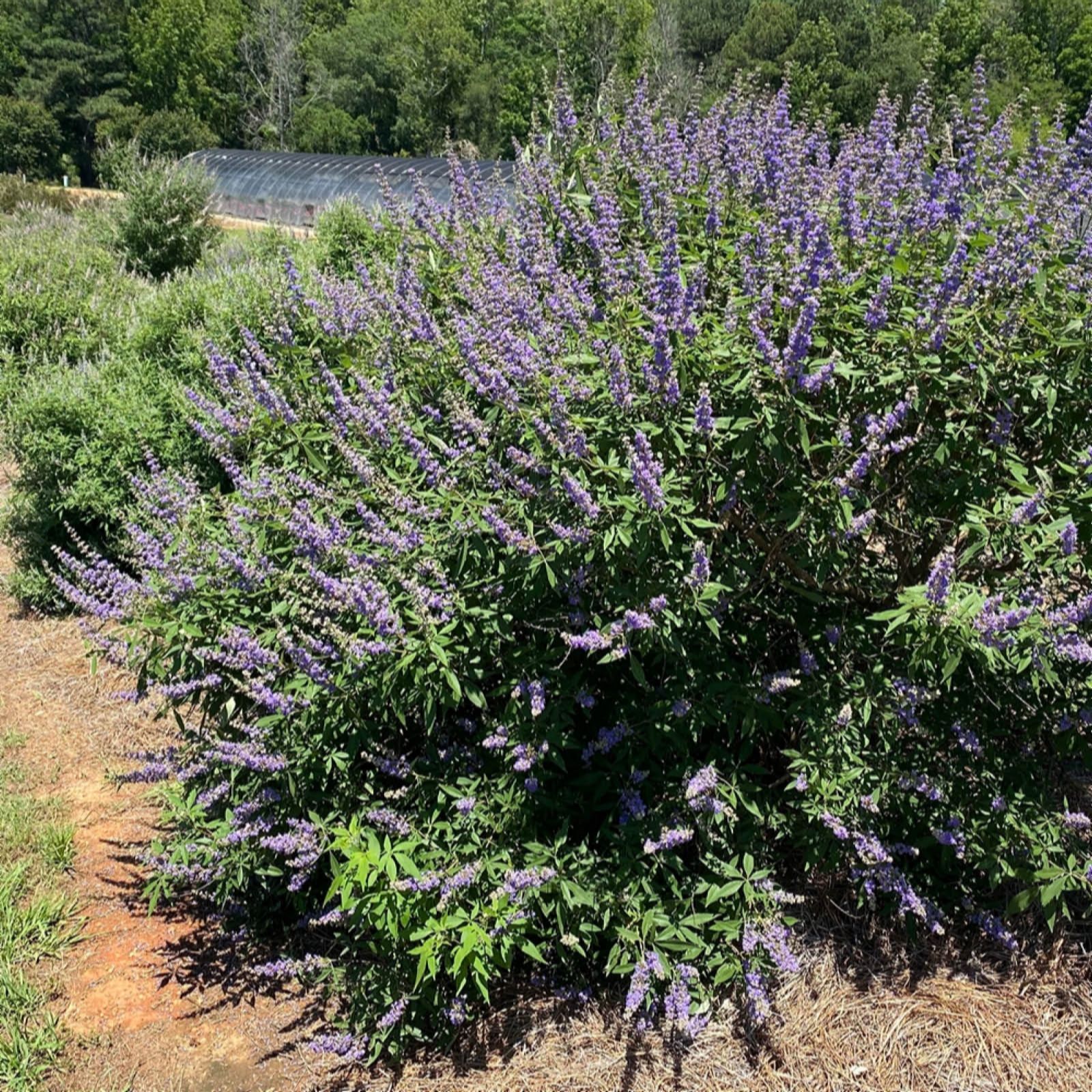 YouGarden Vitex agnus-castus Queen Bee in a 2L pot