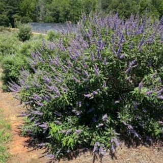 YouGarden Vitex agnus-castus Queen Bee in a 2L pot