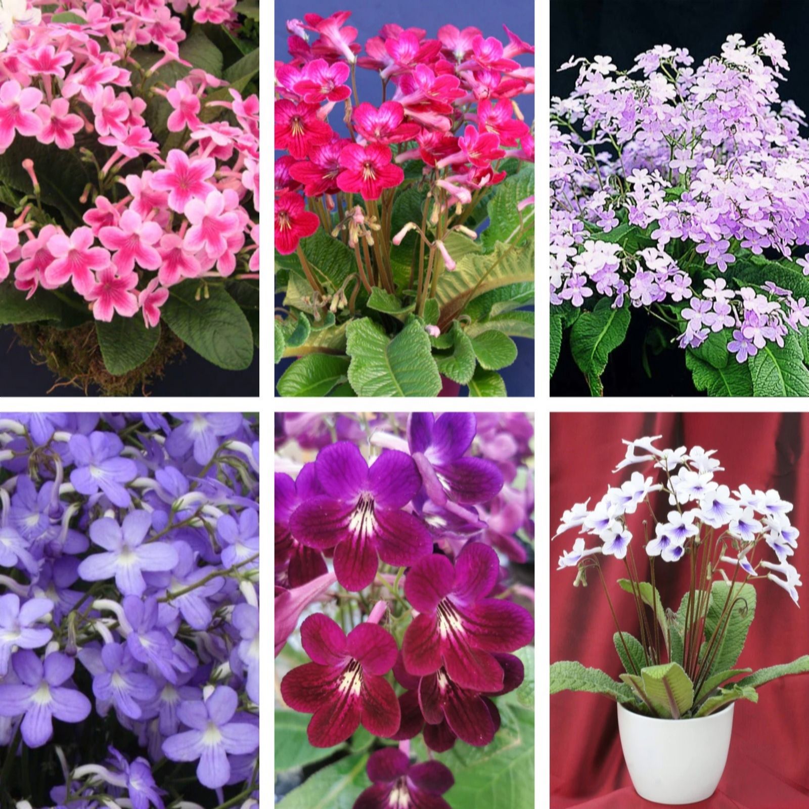 Dibleys Streptocarpus Plug Plant Starter Collection B