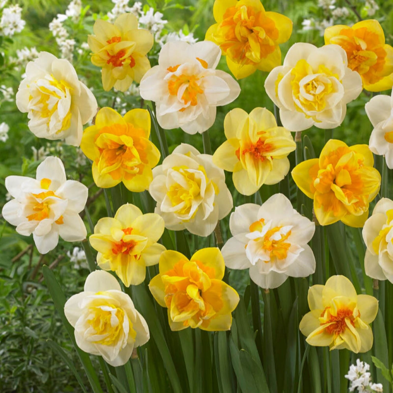 YouGarden Narcissus 'Double Classic Mix' x30 bulbs