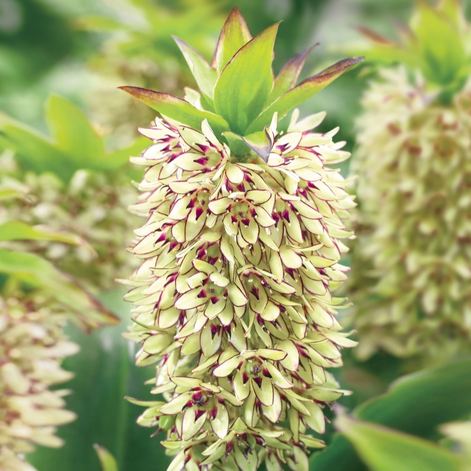 de Jager 3x RHS AGM Eucomis Bicolour 18/20 cm Bulbs