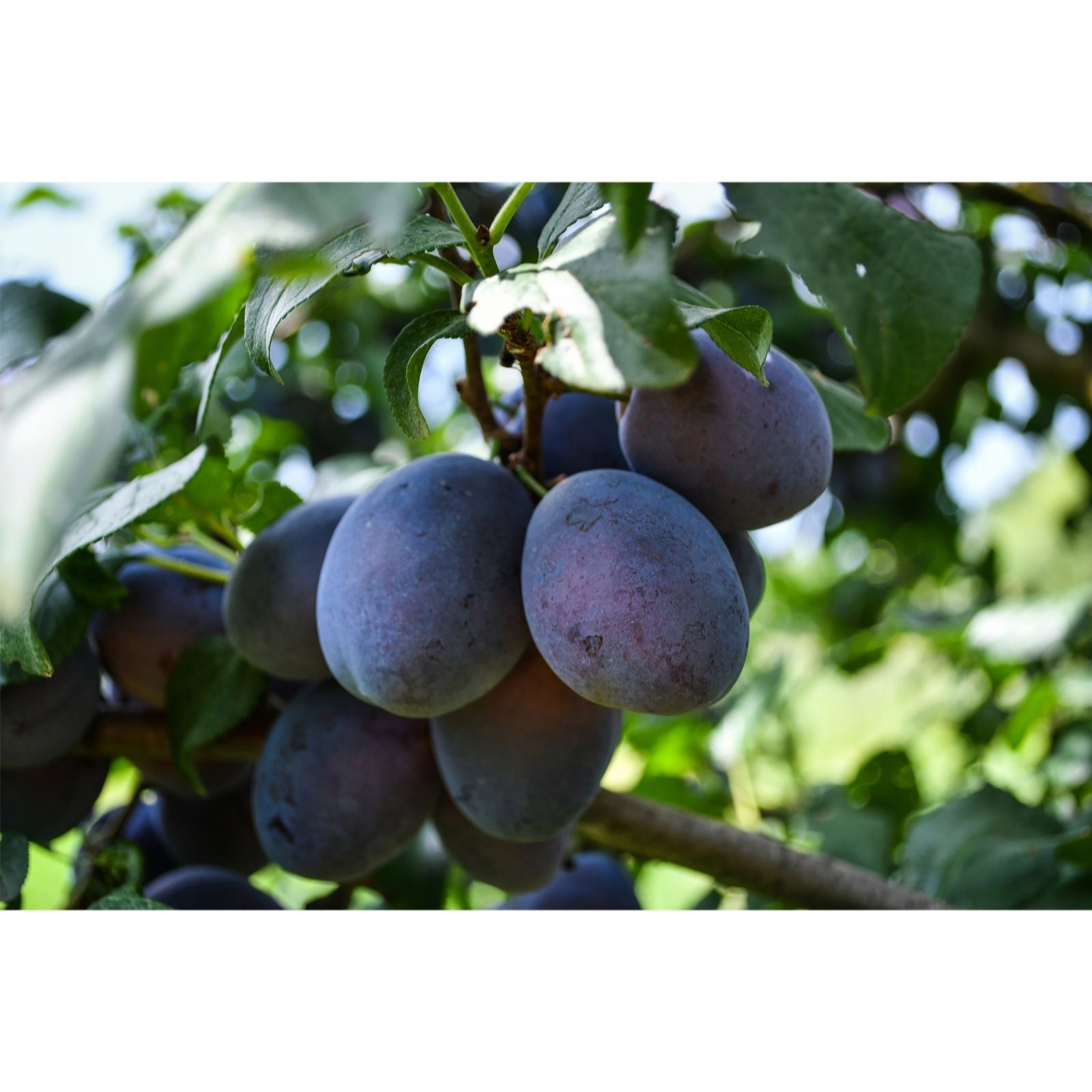 Thompson & Morgan Plum (Prunus) Mini Black Amber 9cm Pot x 1