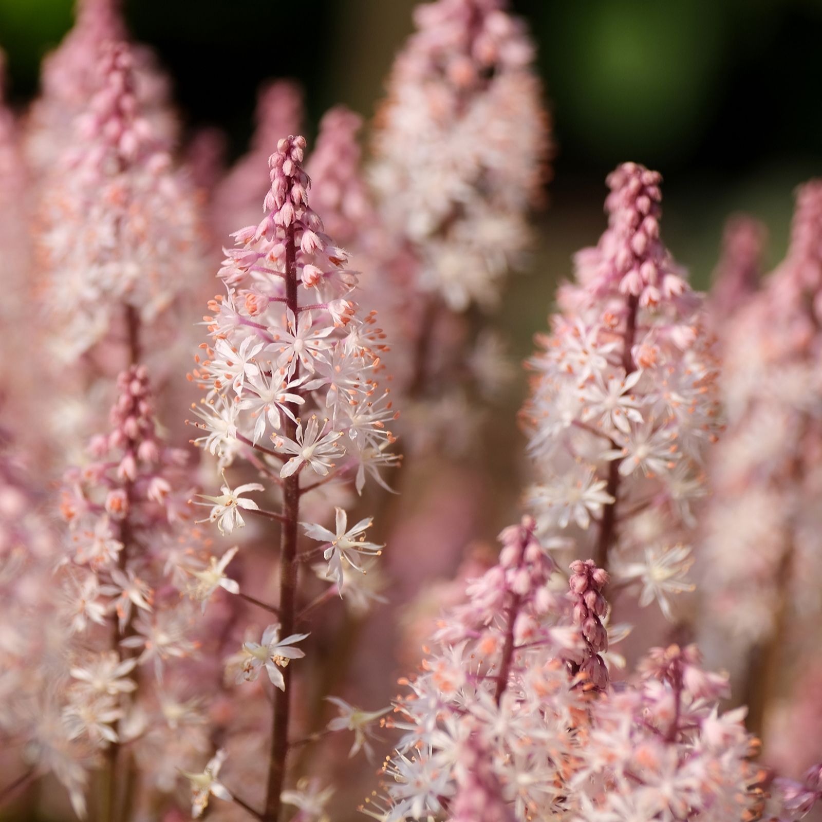 richard-jackson-s-nursery-fresh-tiarella-angel-wings-qvc-uk