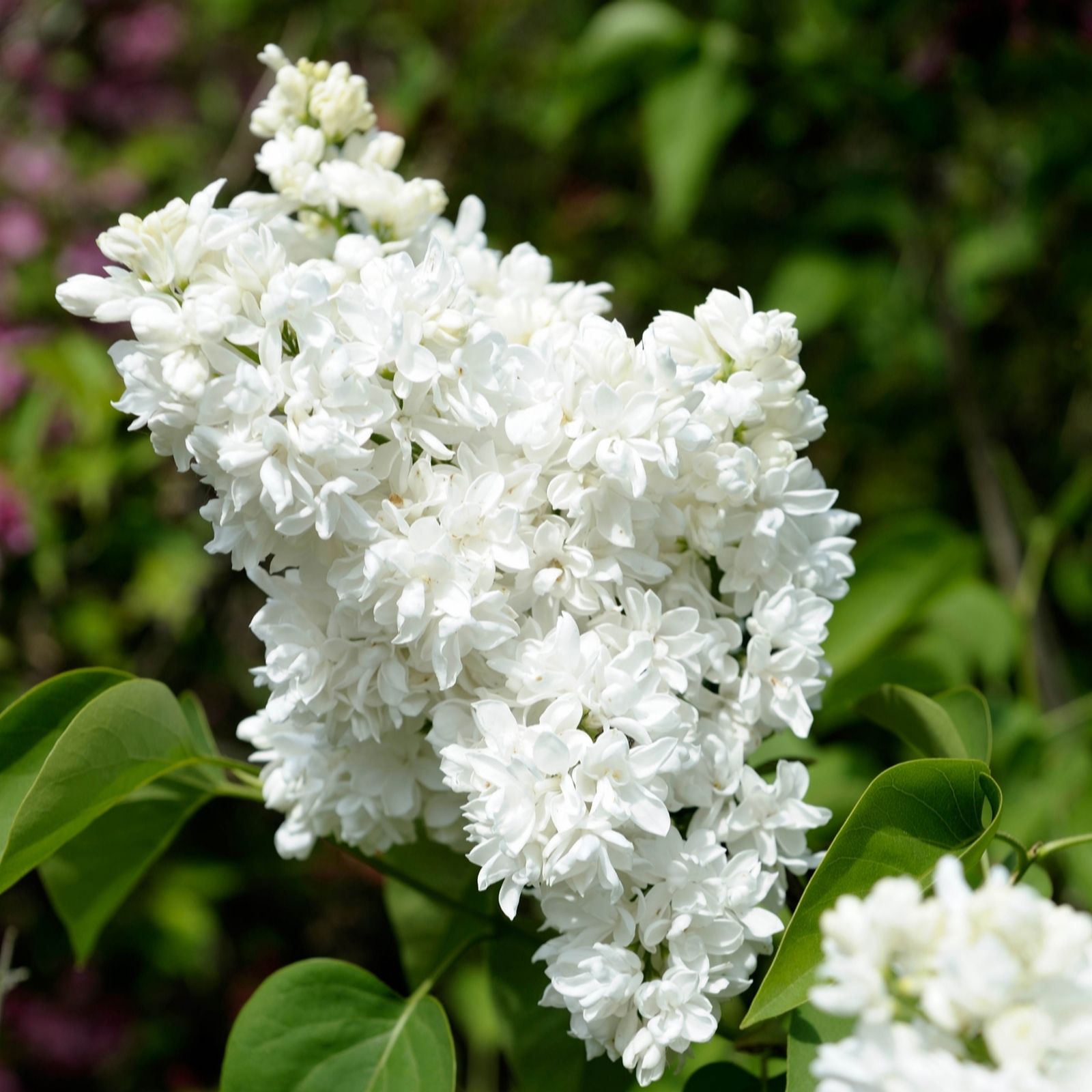YouGarden French Lilac 'Madame Lemoine' in a 17cm pot