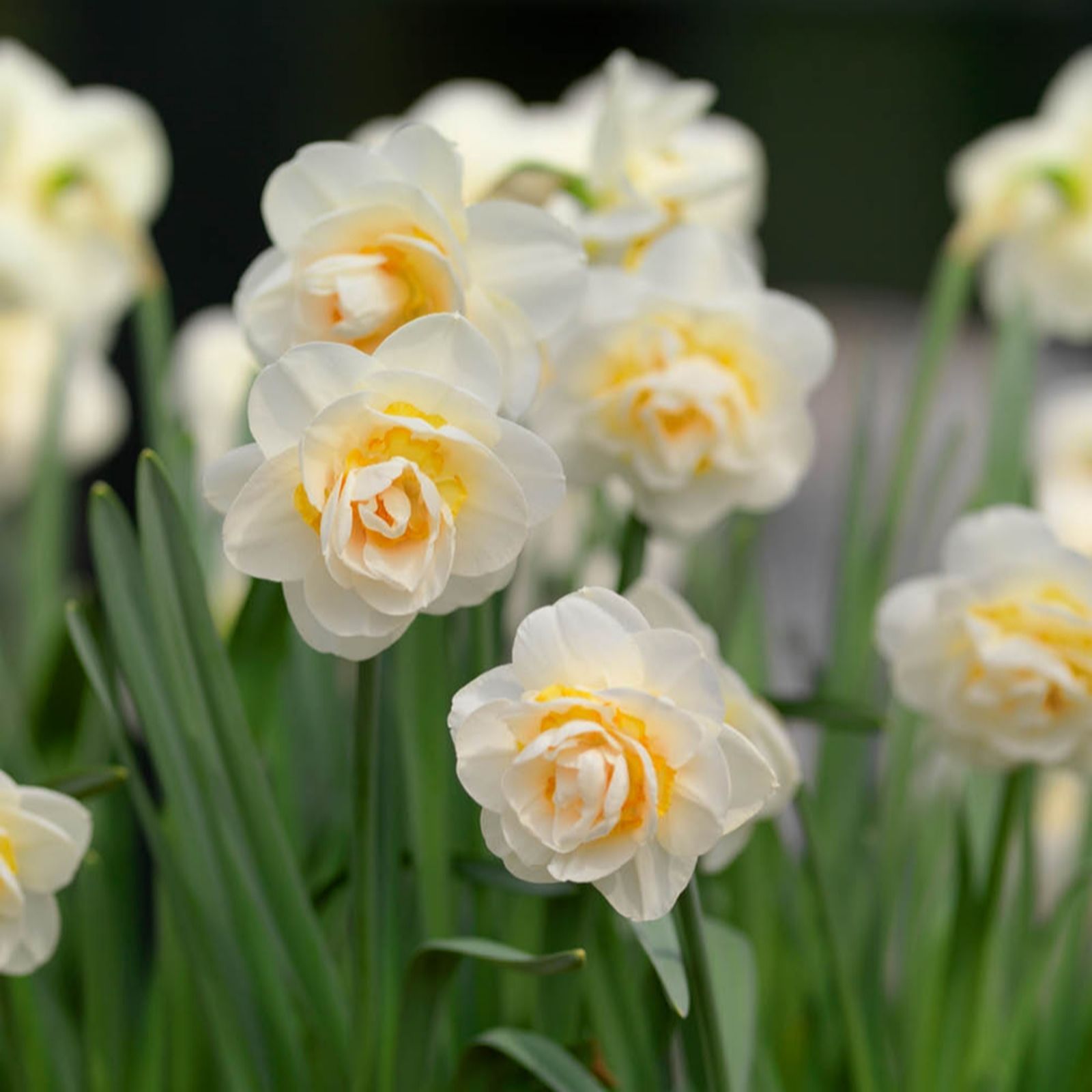 YouGarden Narcissus 'Bridal Crown' x30 bulbs