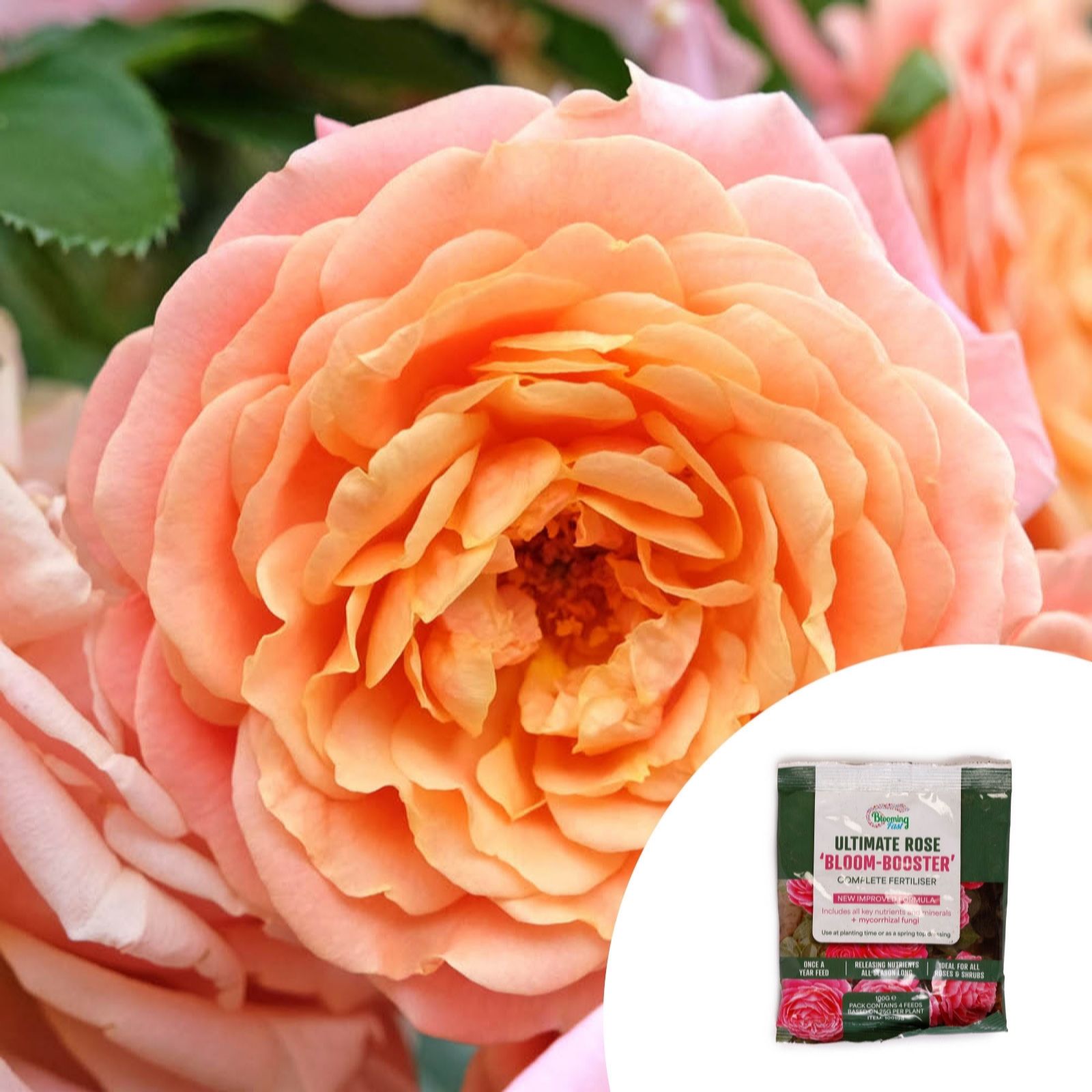 YouGarden Rose 'Peach Melba' Climbing Bare Root x2 w/rose fertiliser