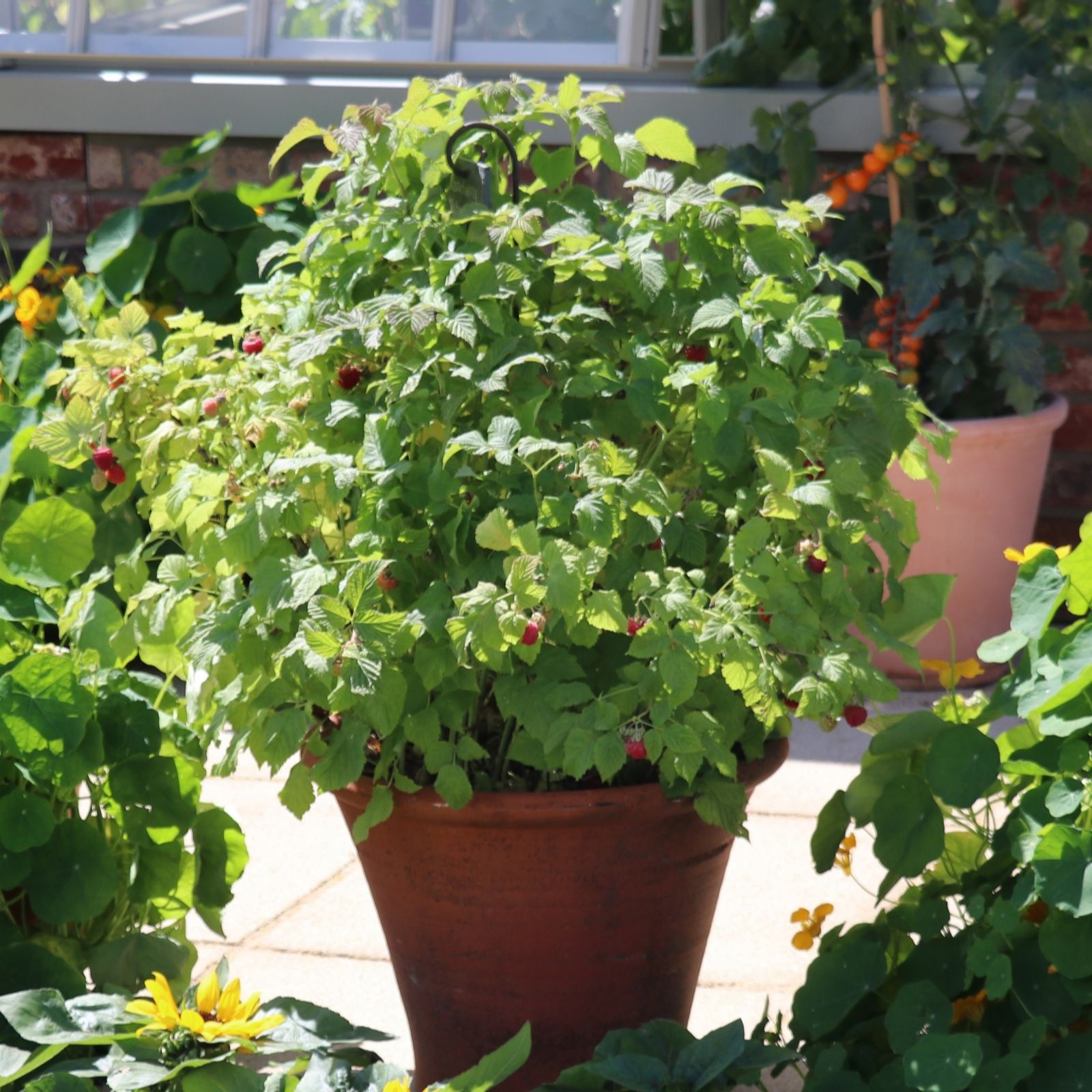 Richard Jackson Patio Raspberry 3L Pot