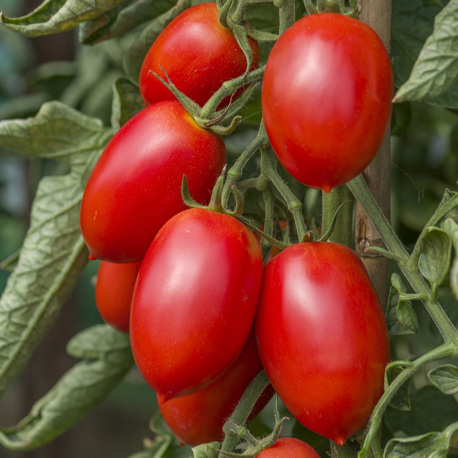 Plants2Gardens Chefs Tomato Selection 3 x 7cm