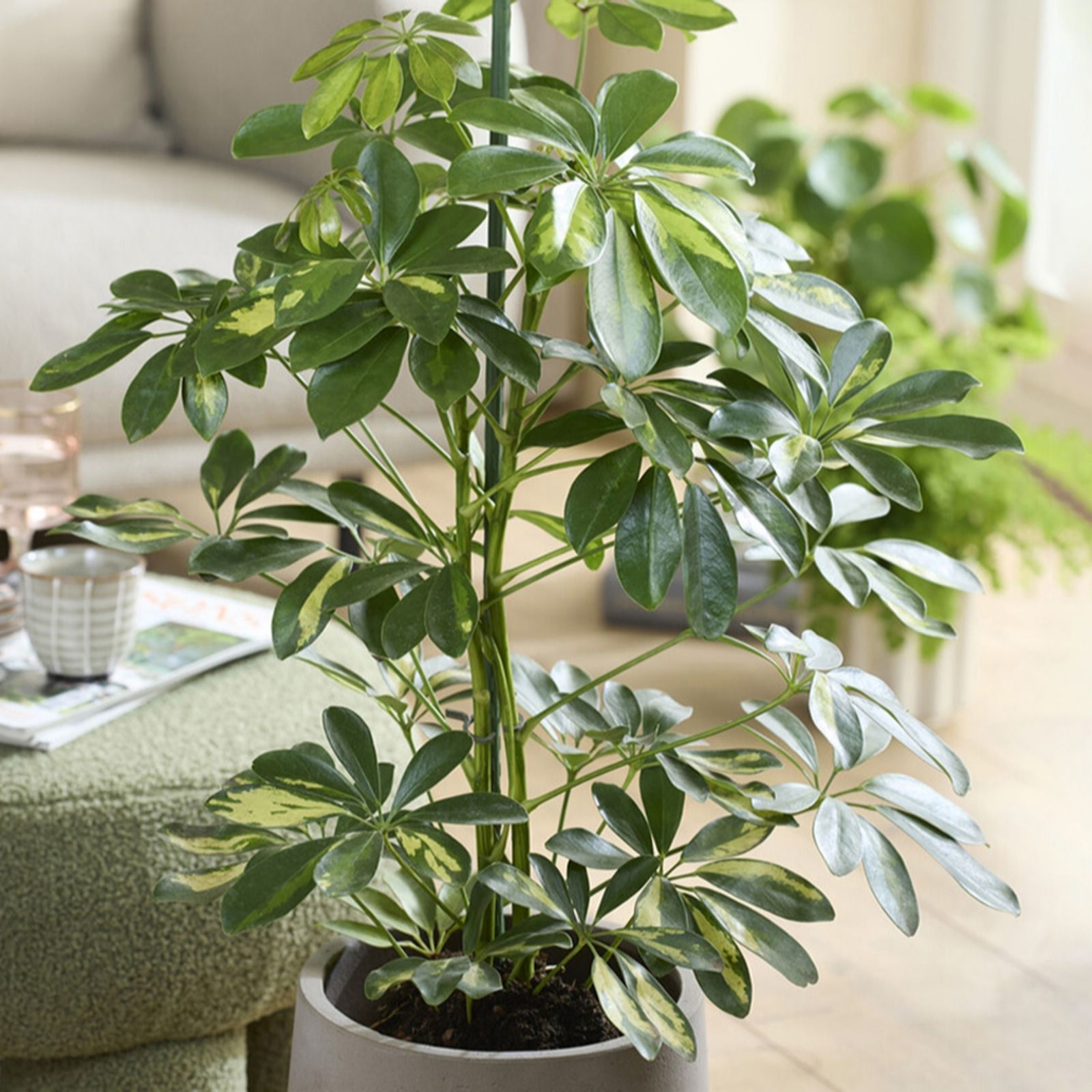 YouGarden Umbrella Tree (Schefflera) 'Gold Capella' in a 17cm pot
