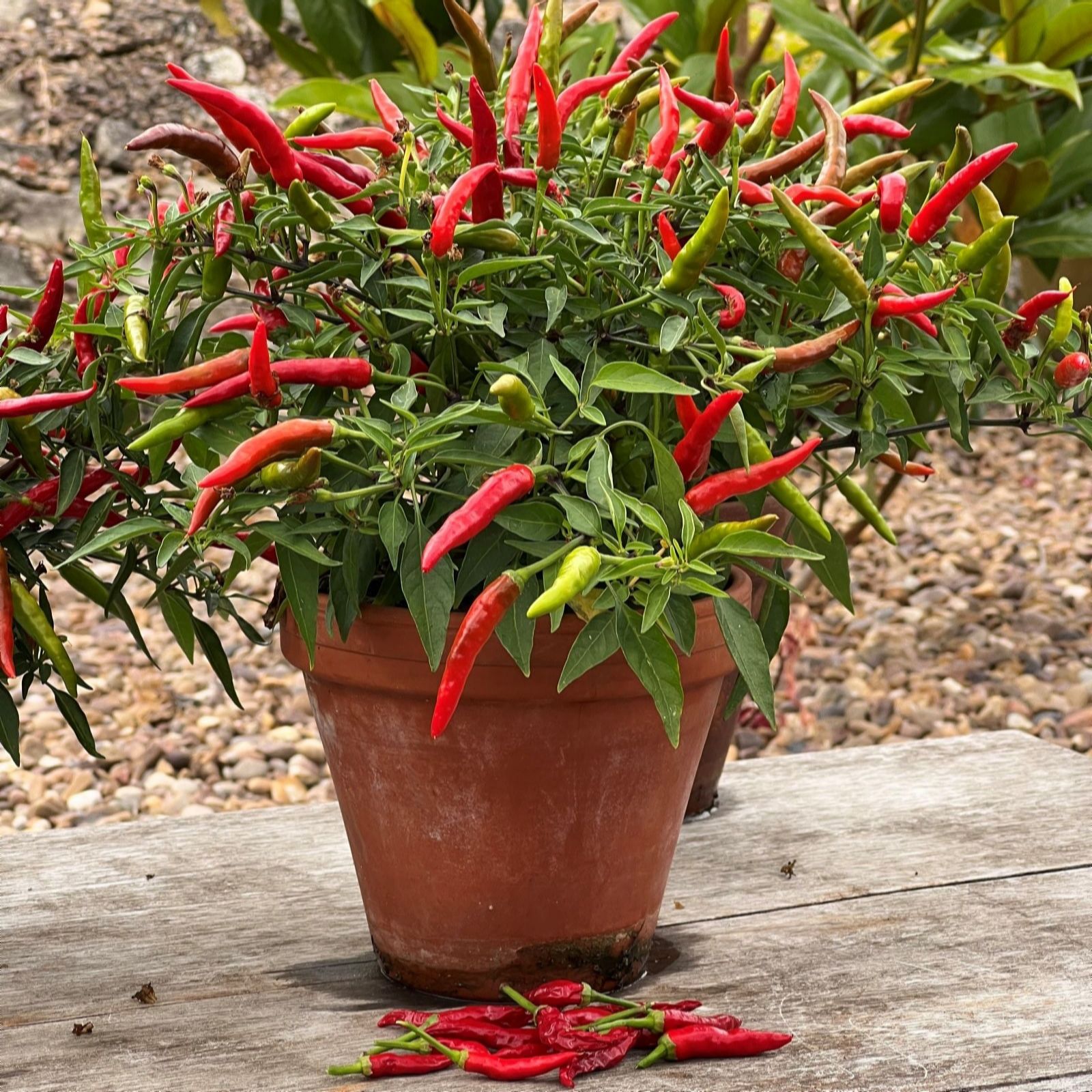 Suttons Pepper (Chilli) (Patio) Quickfire 9cm Pot x 3