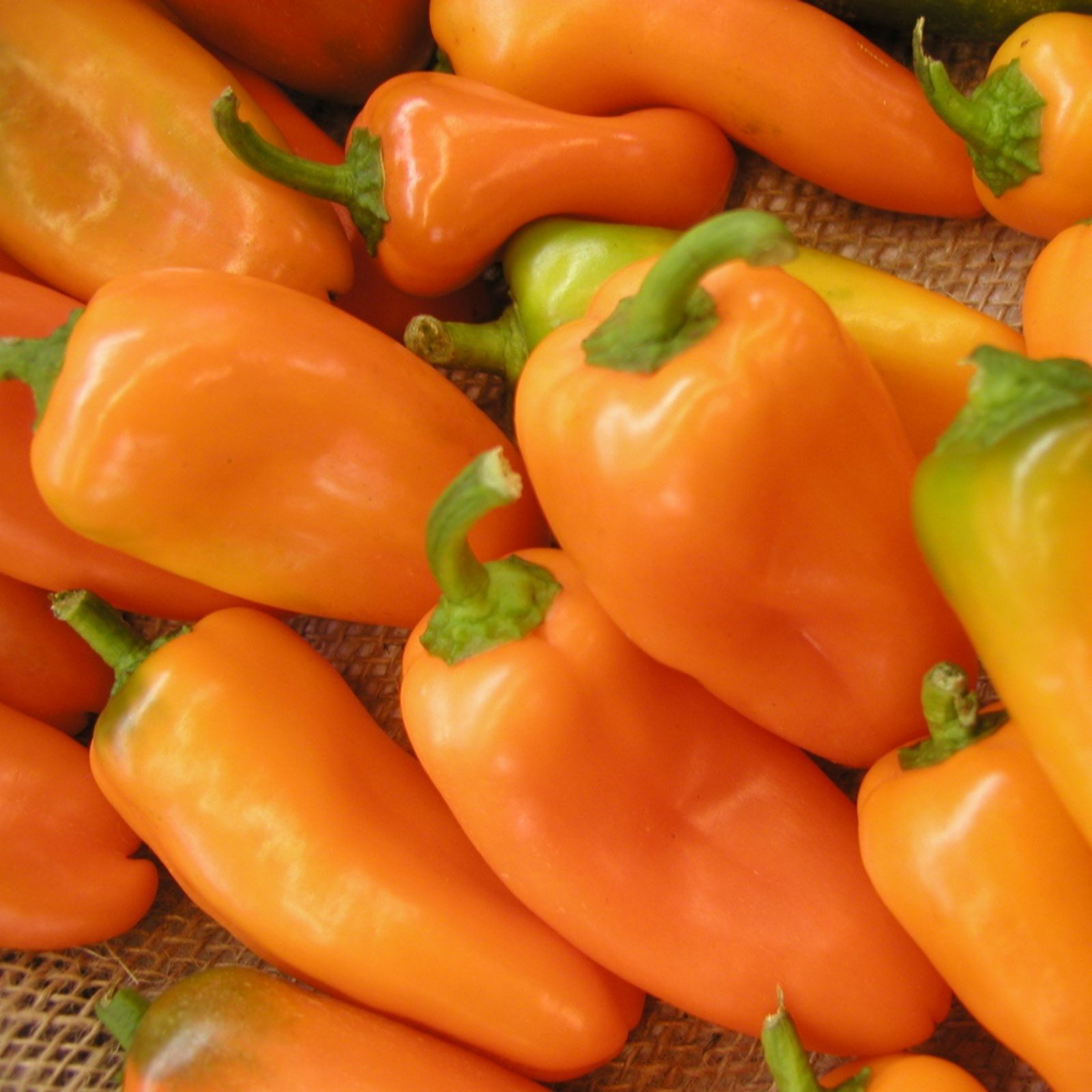 Suttons Pepper (Sweet) Hamik Orange 2 Litre Pot x1