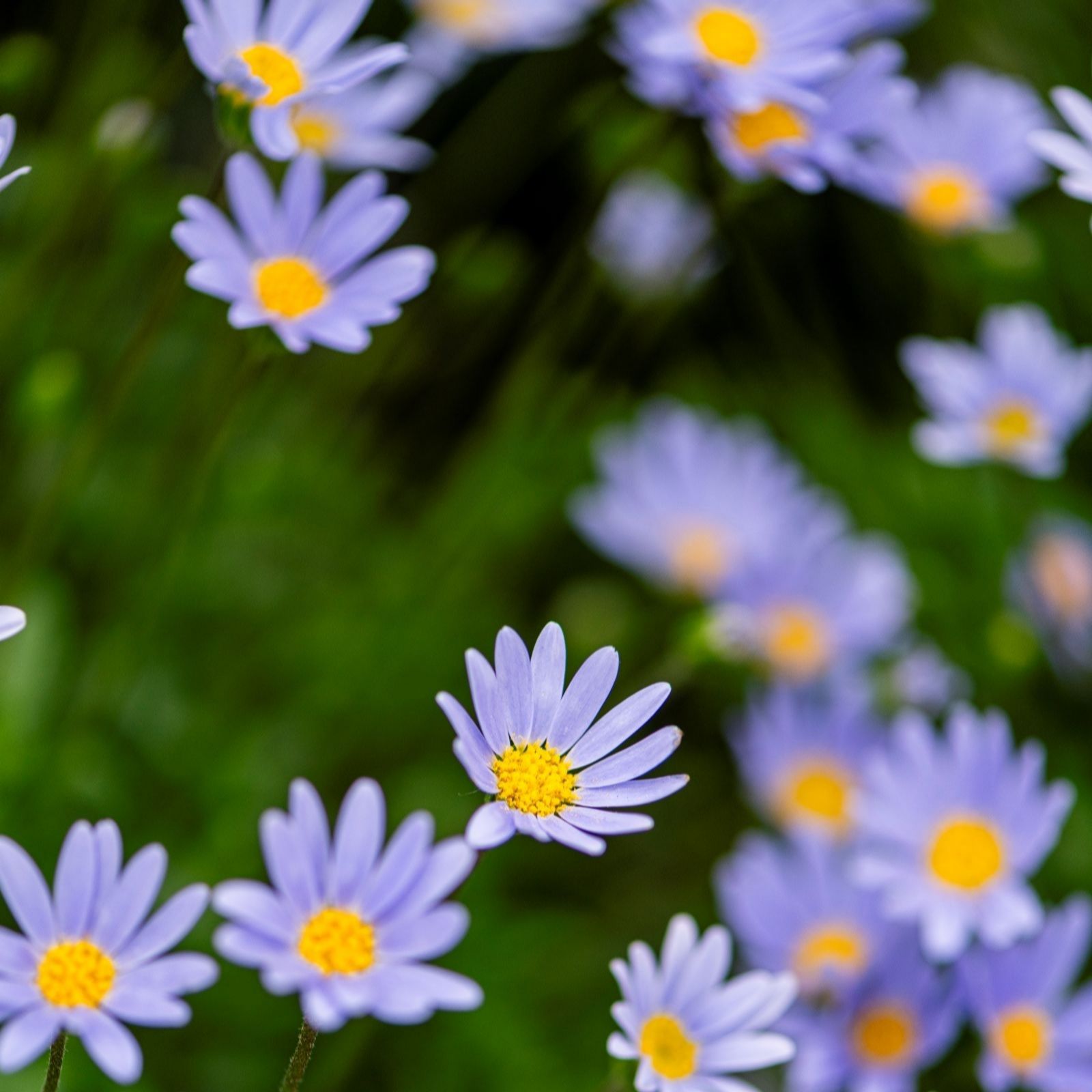 Thompson & Morgan Felicia Amel Melmac Blue 6 Postiplugs