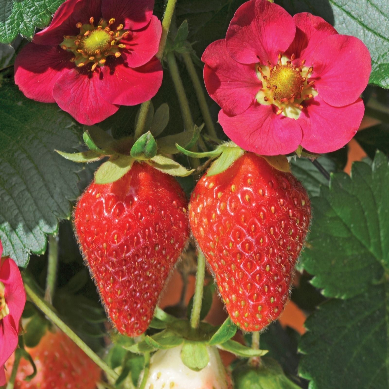 de Jager Stupendous Hanging Basket Strawberries x5