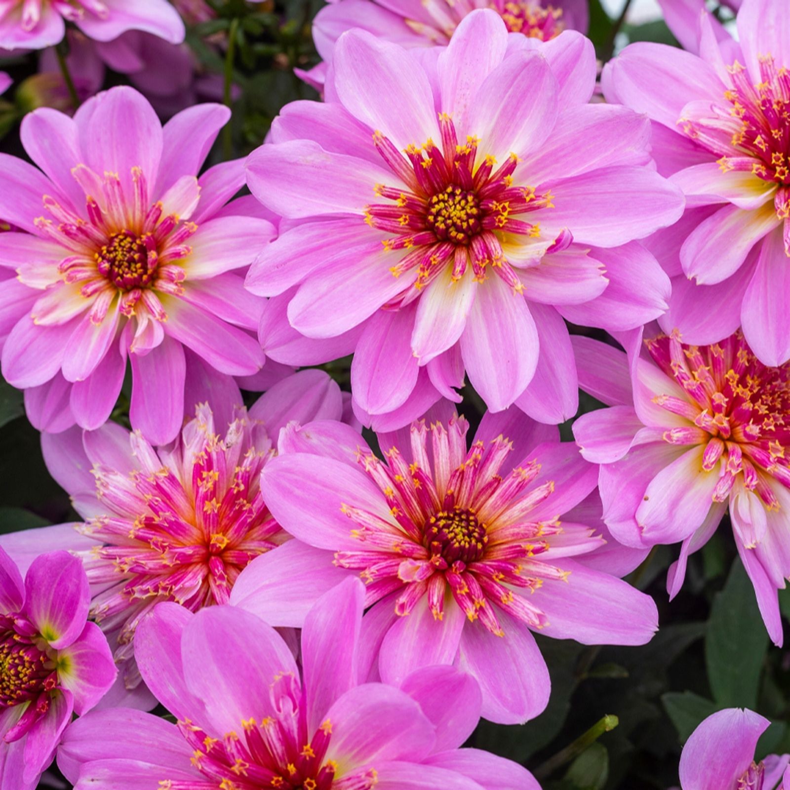 YouGarden Dahlia 'Dalina Maxi Starburst Pink' plug plants x12