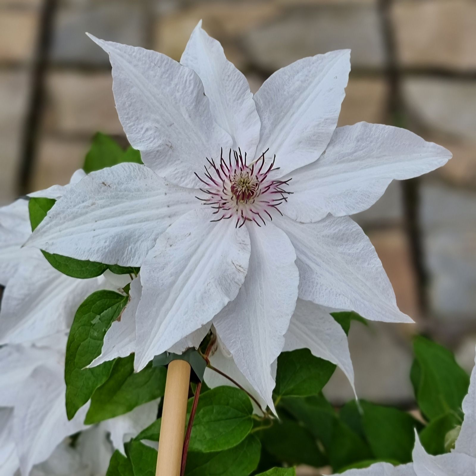 Plants 2 Gardens Clematis Sparkler 2ltr