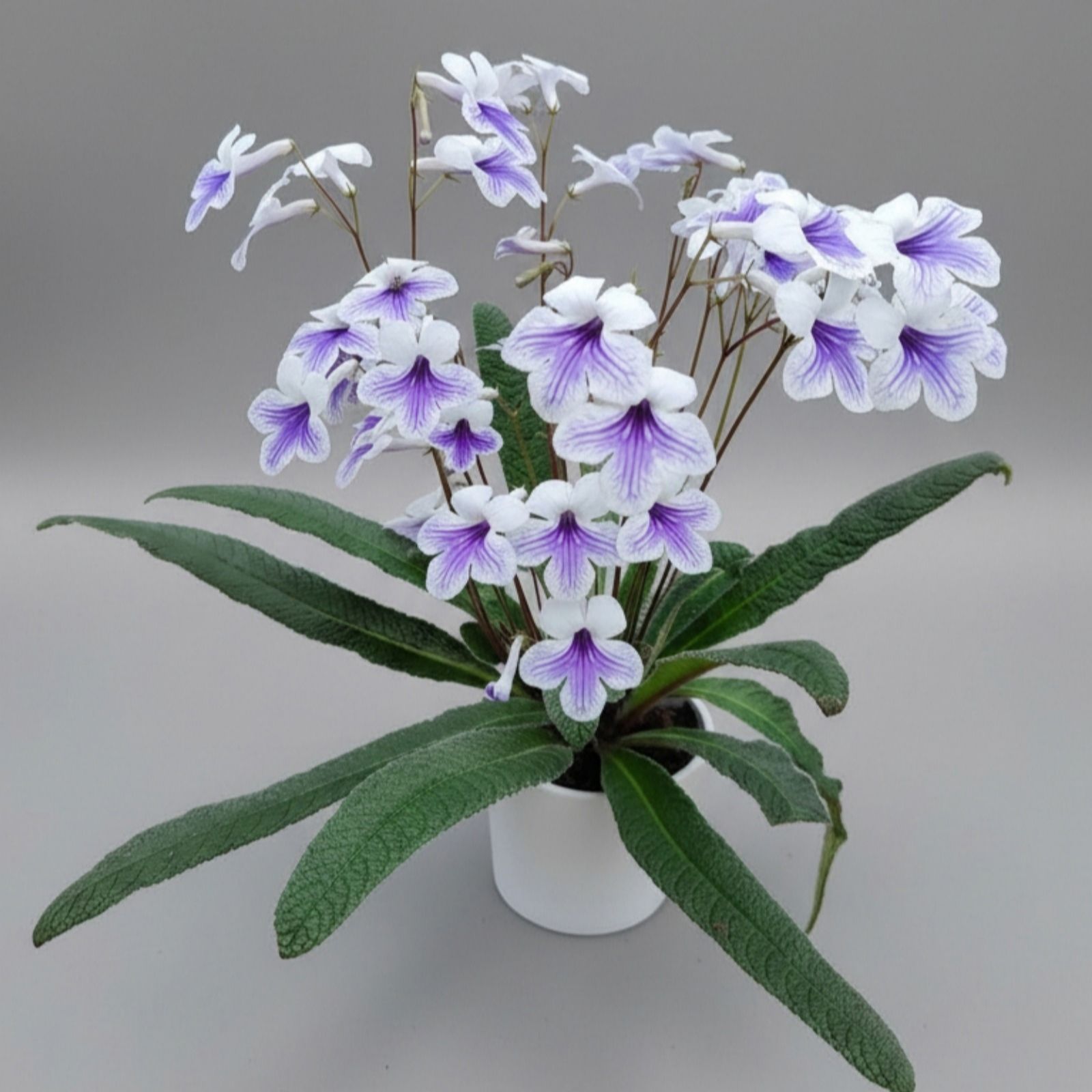 Dibleys Streptocarpus Crystal Ice