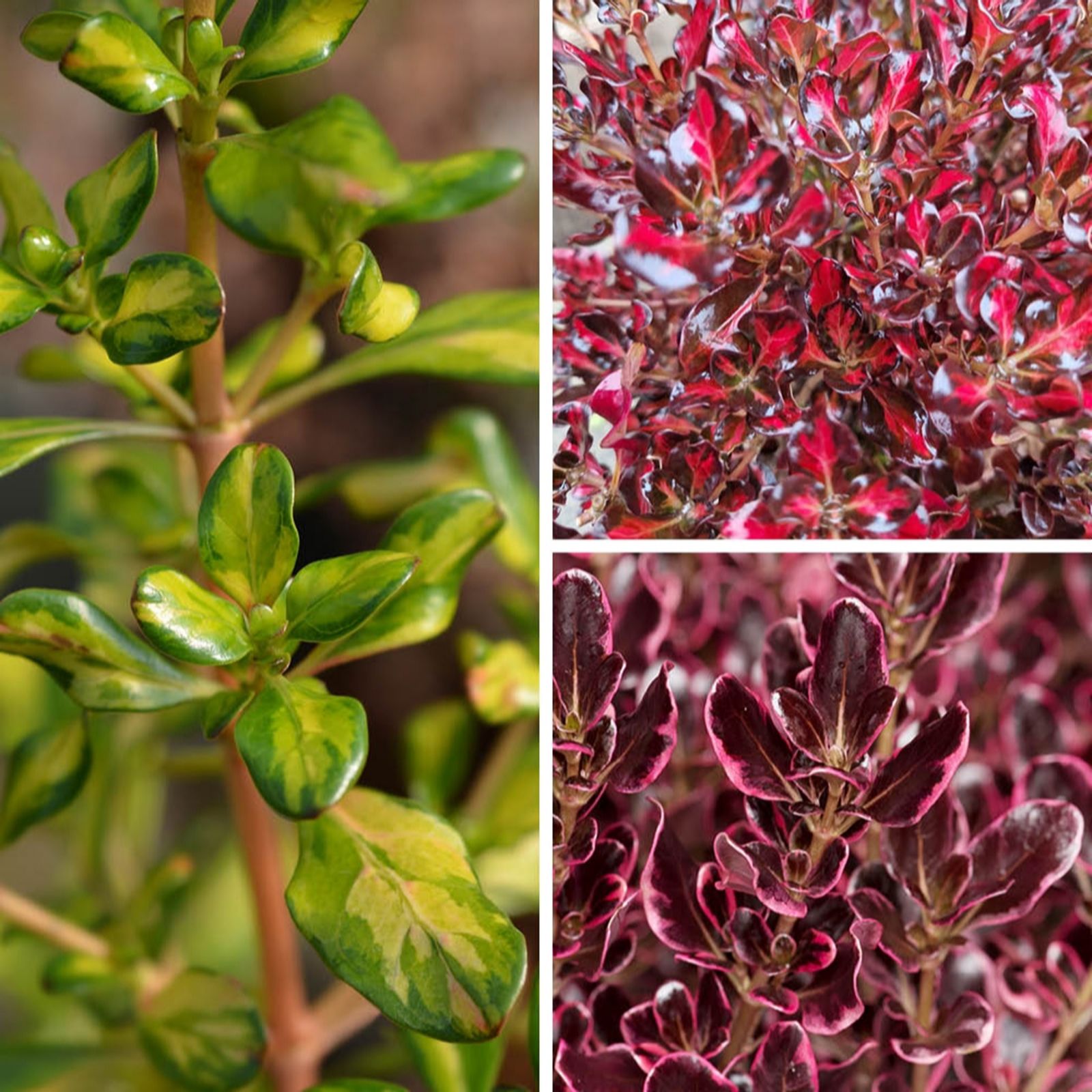 YouGarden Coprosma Collection in 9cm pots x3