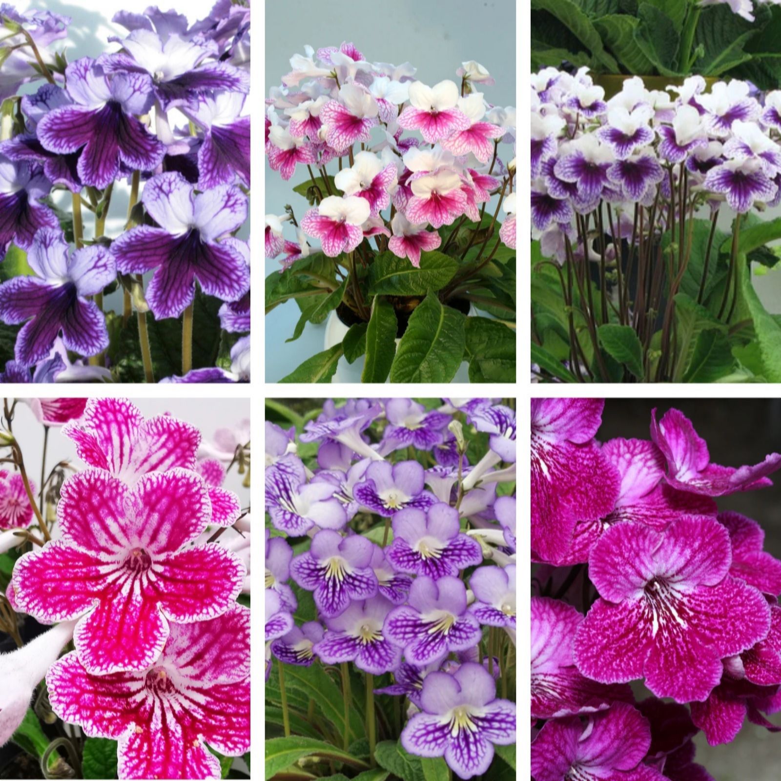 Dibleys Streptocarpus Plug Plant Starter Collection C