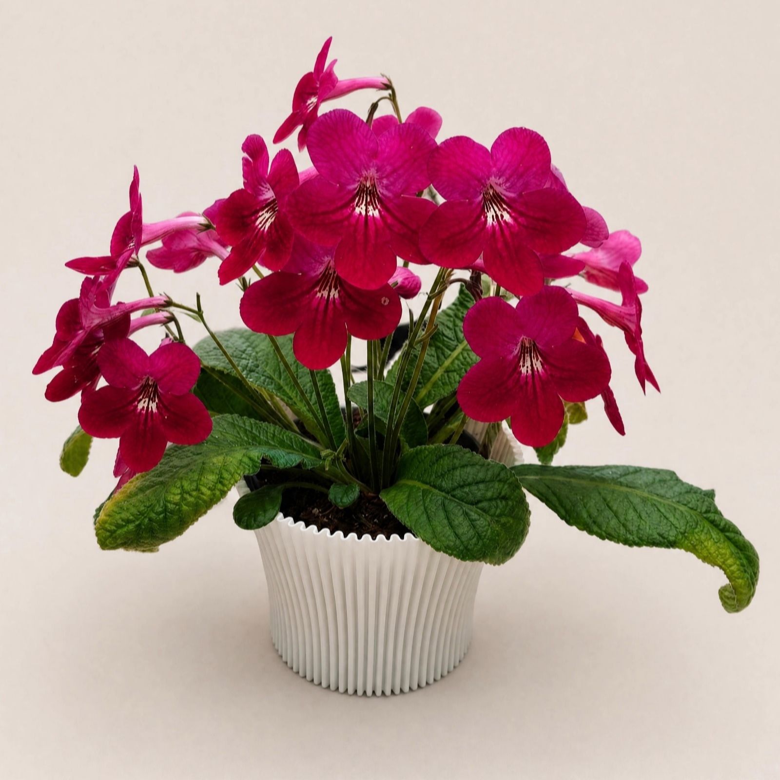 Dibleys Streptocarpus Holly 12cm Pot & Cover Pot