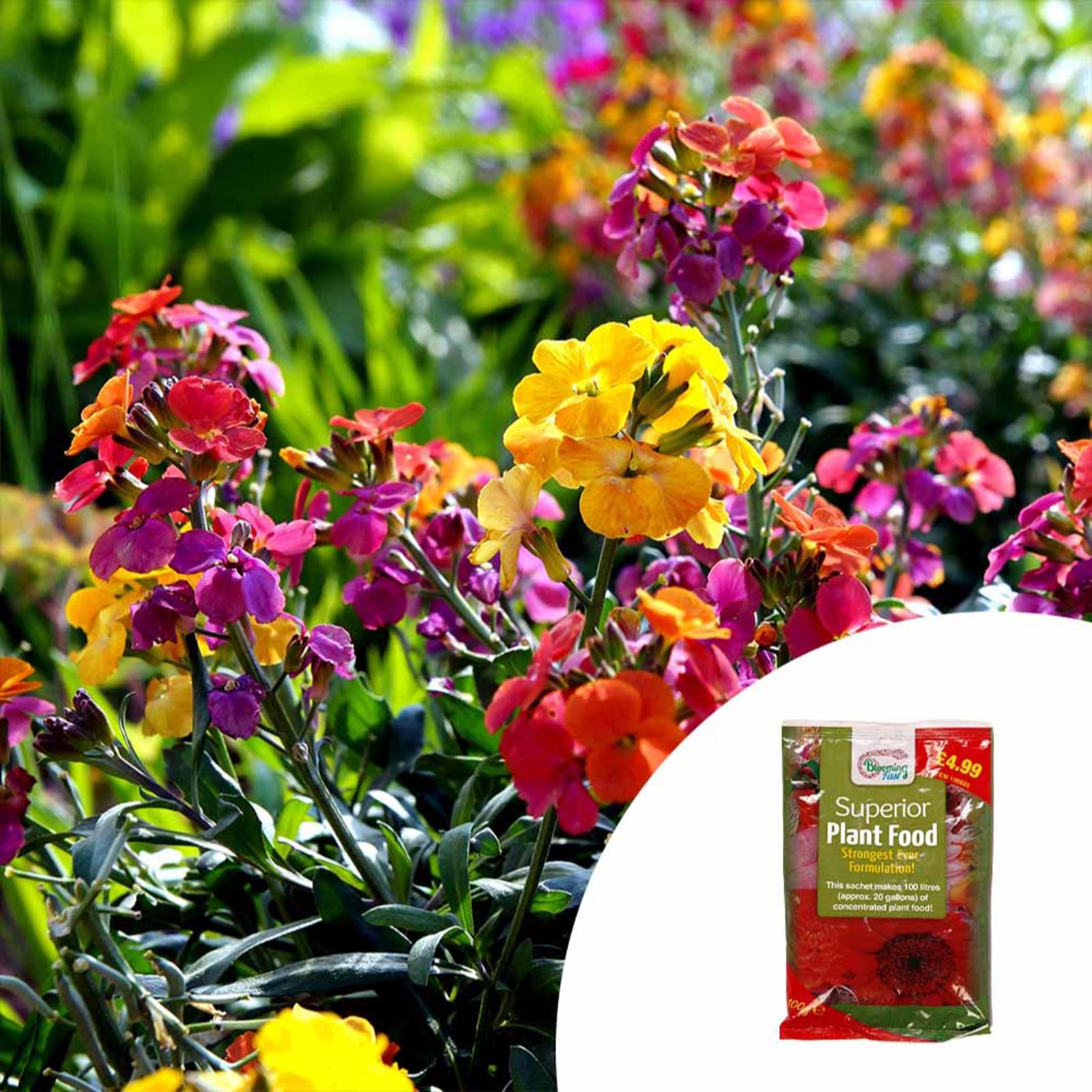 YouGarden Wallflower Garden Ready Plants x 20 &100g Fertiliser