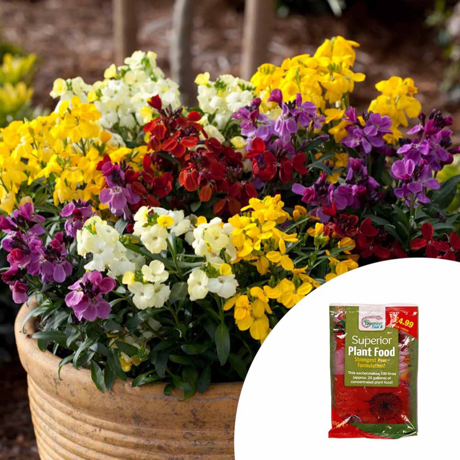 YouGarden Wallflower Garden Ready Plants x 20 &100g Fertiliser