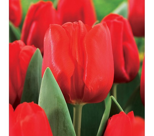 de Jager 20x Tulip Escape and Narcissus Thalia Bulbs