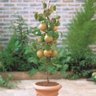 Thompson & Morgan Pear (Pyrus) Mini Conference 9cm Pot x 1