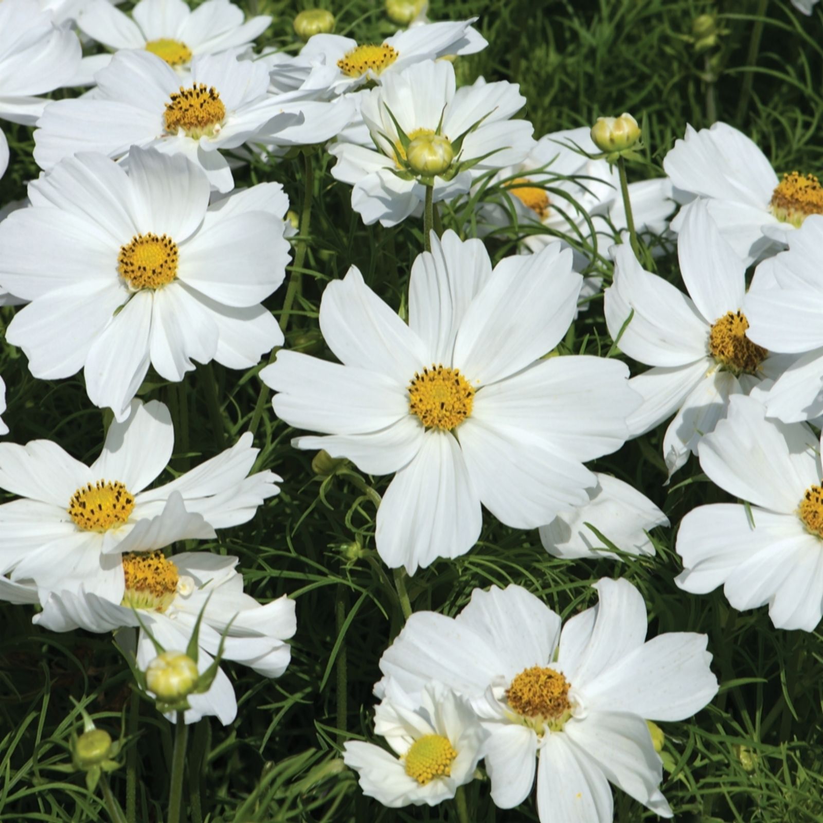 de Jager Colourful Cosmos Apollo x 12 - QVC UK