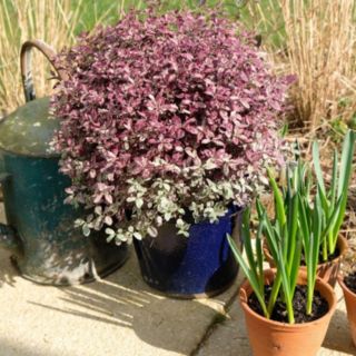 Plants2Gardens Pittosporum Bannow Bay 4.5ltr
