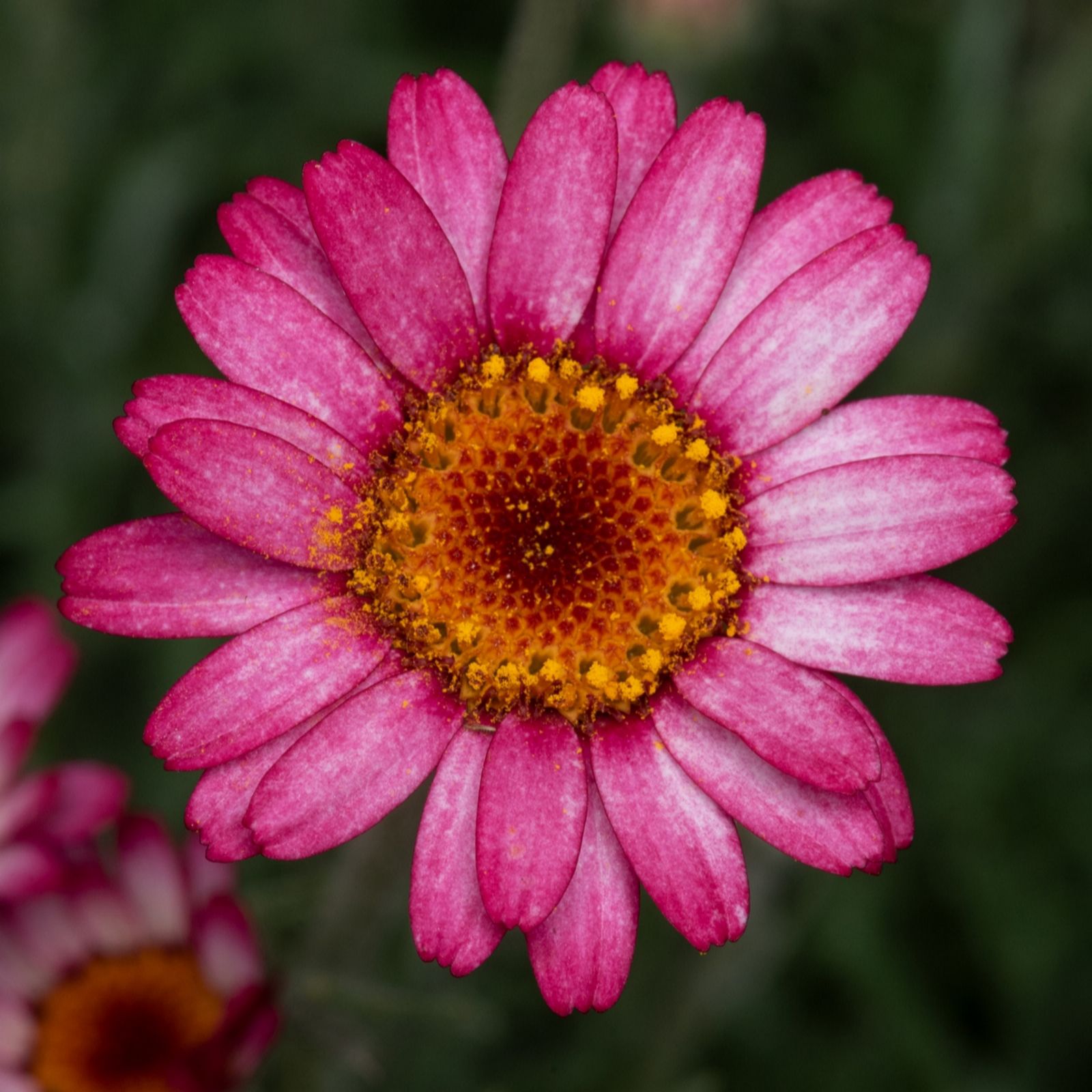 Richard Jackson Moroccan Daisy 1x 3 Litre Pot