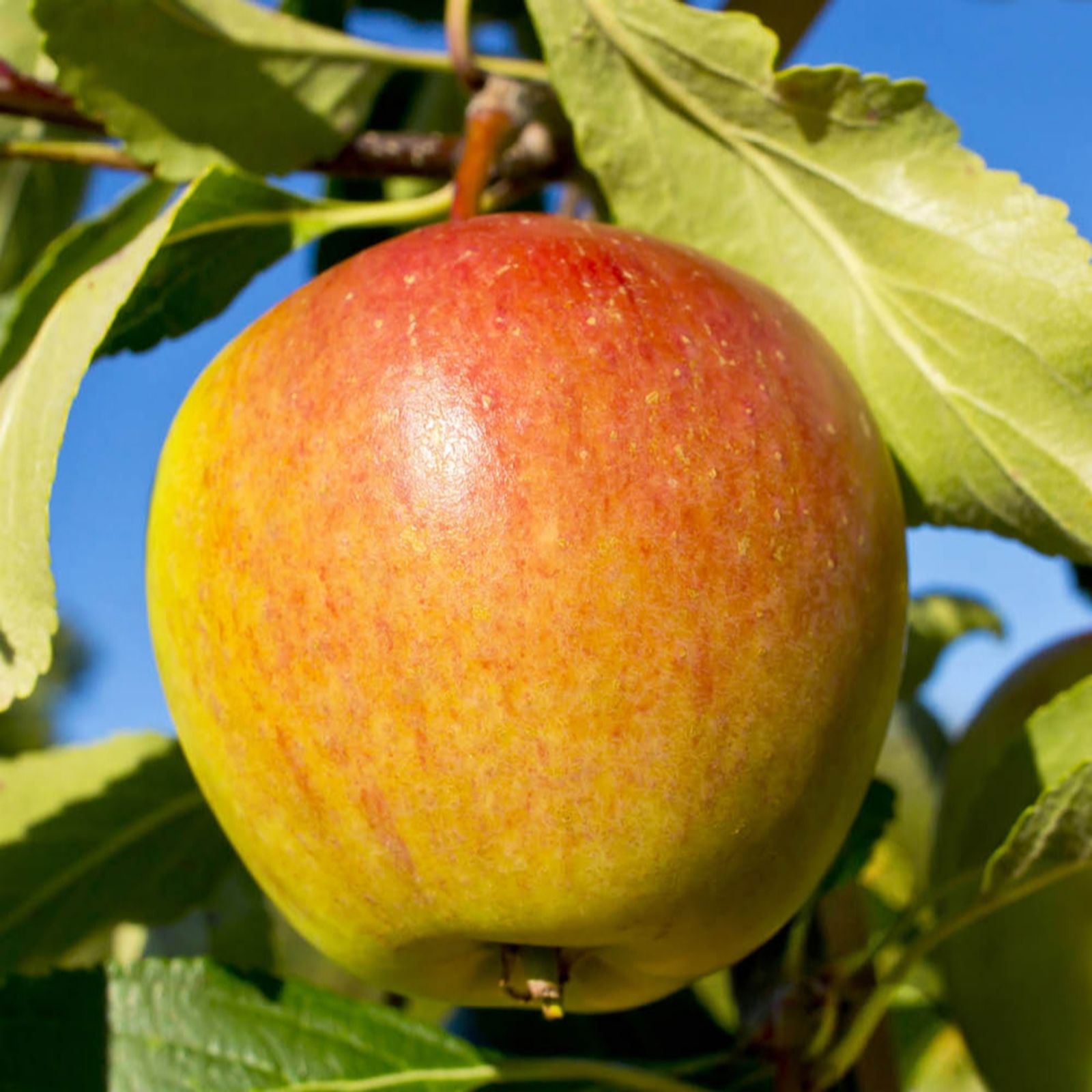 YouGarden Apple 'Cox's Orange Pippin' Tree in a 5L pot