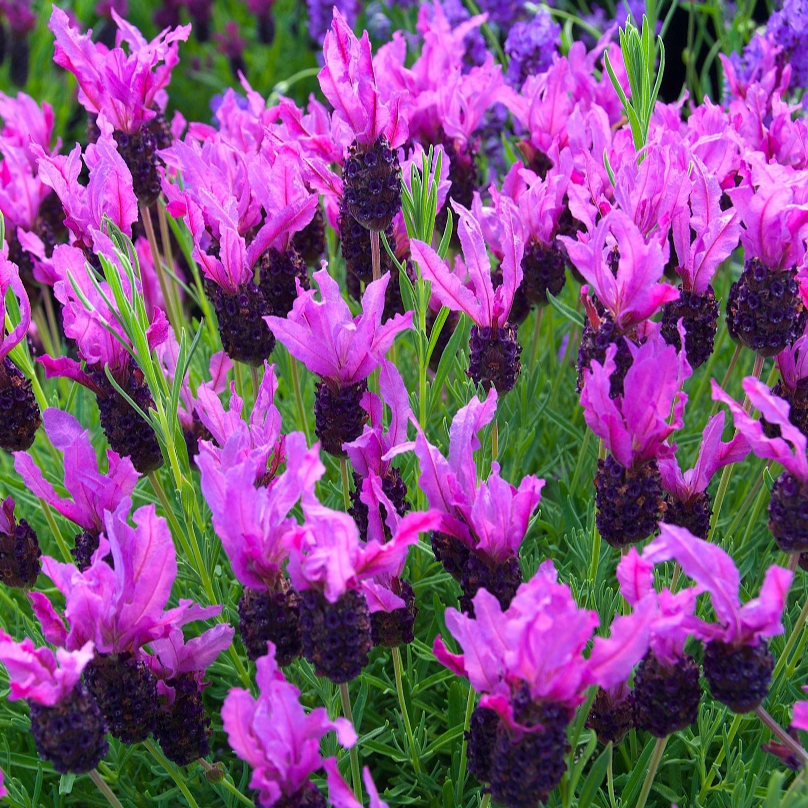 Richard Jackson Lavandula St Pink Panache 2lt