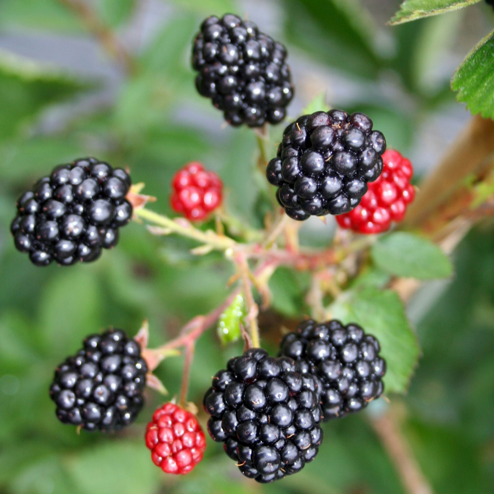 Richard Jackson Patio Blackberry 3L Pot