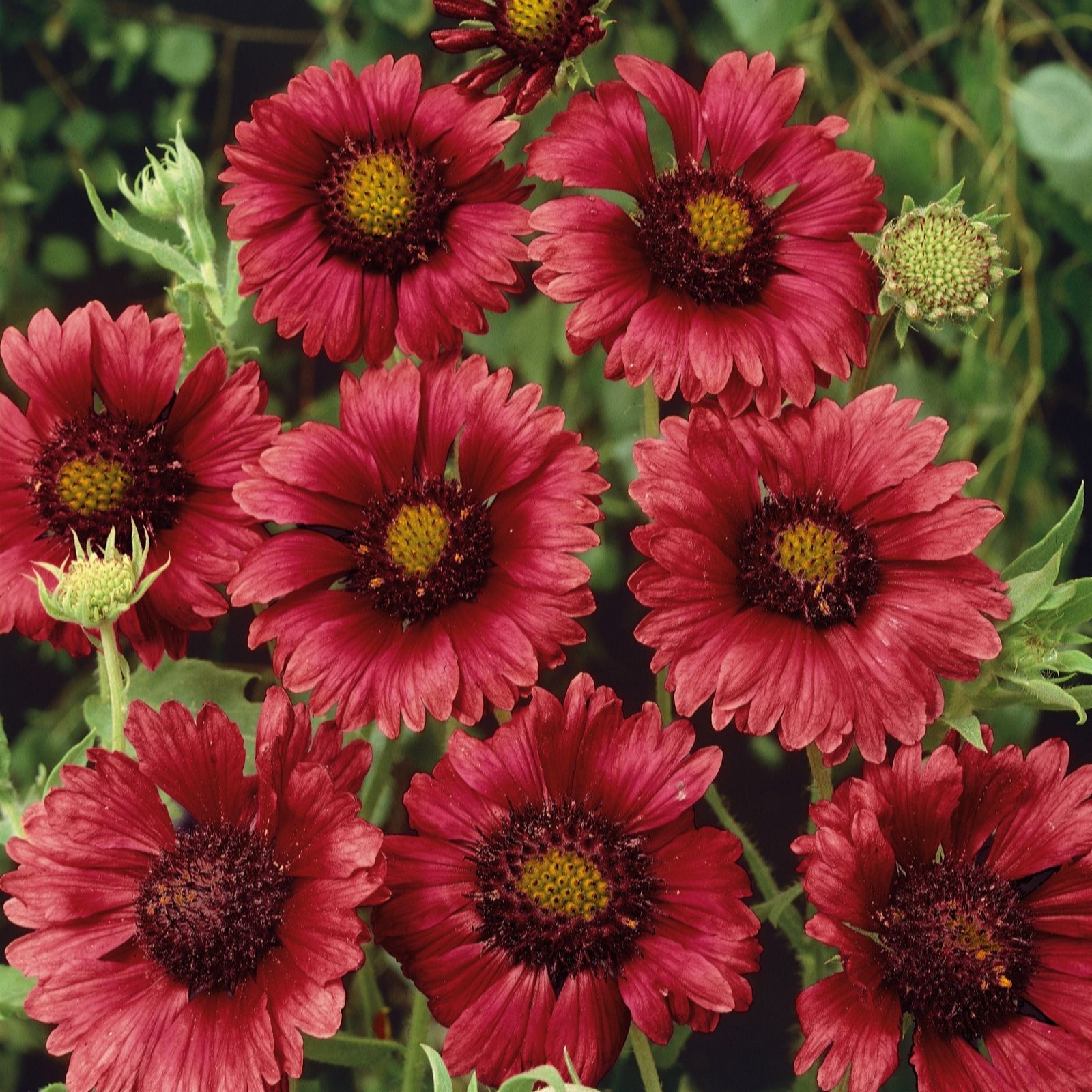 Plants 2 Gardens Gaiilardia Collection 3 x 9cm