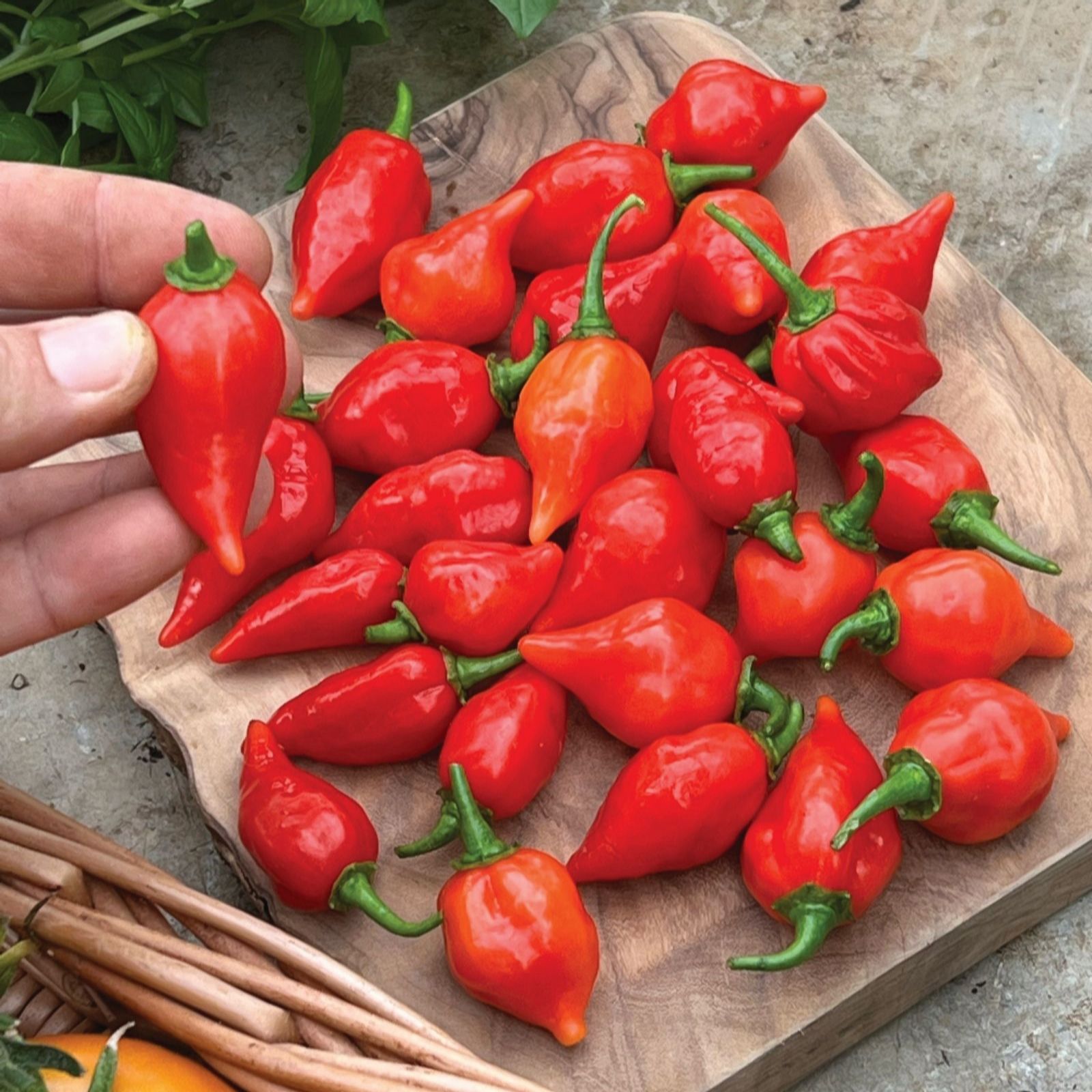 Suttons Pepper (Chilli) (Hot) Raging Bull 9cm Pot x 3