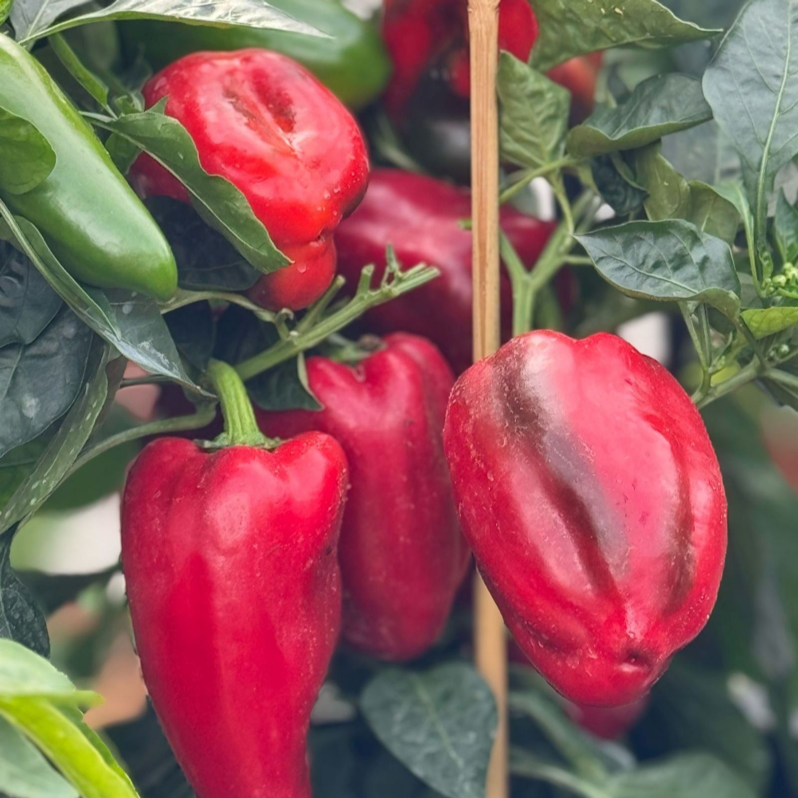 Suttons Pepper (Sweet) Virtue 2 Litre Pot x1