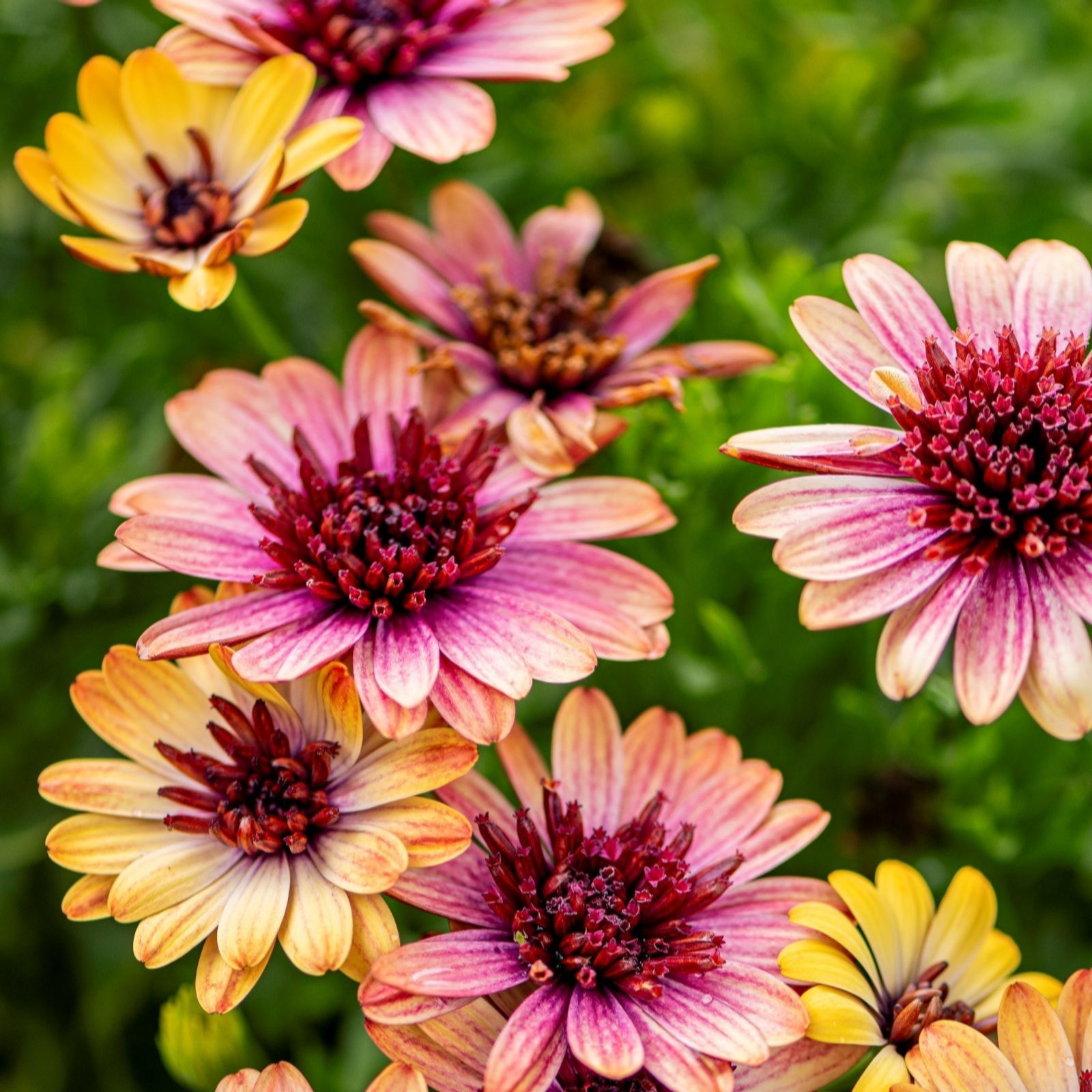 Thompson & Morgan Osteospermum Erato Double Orange Centre 6 Postiplugs