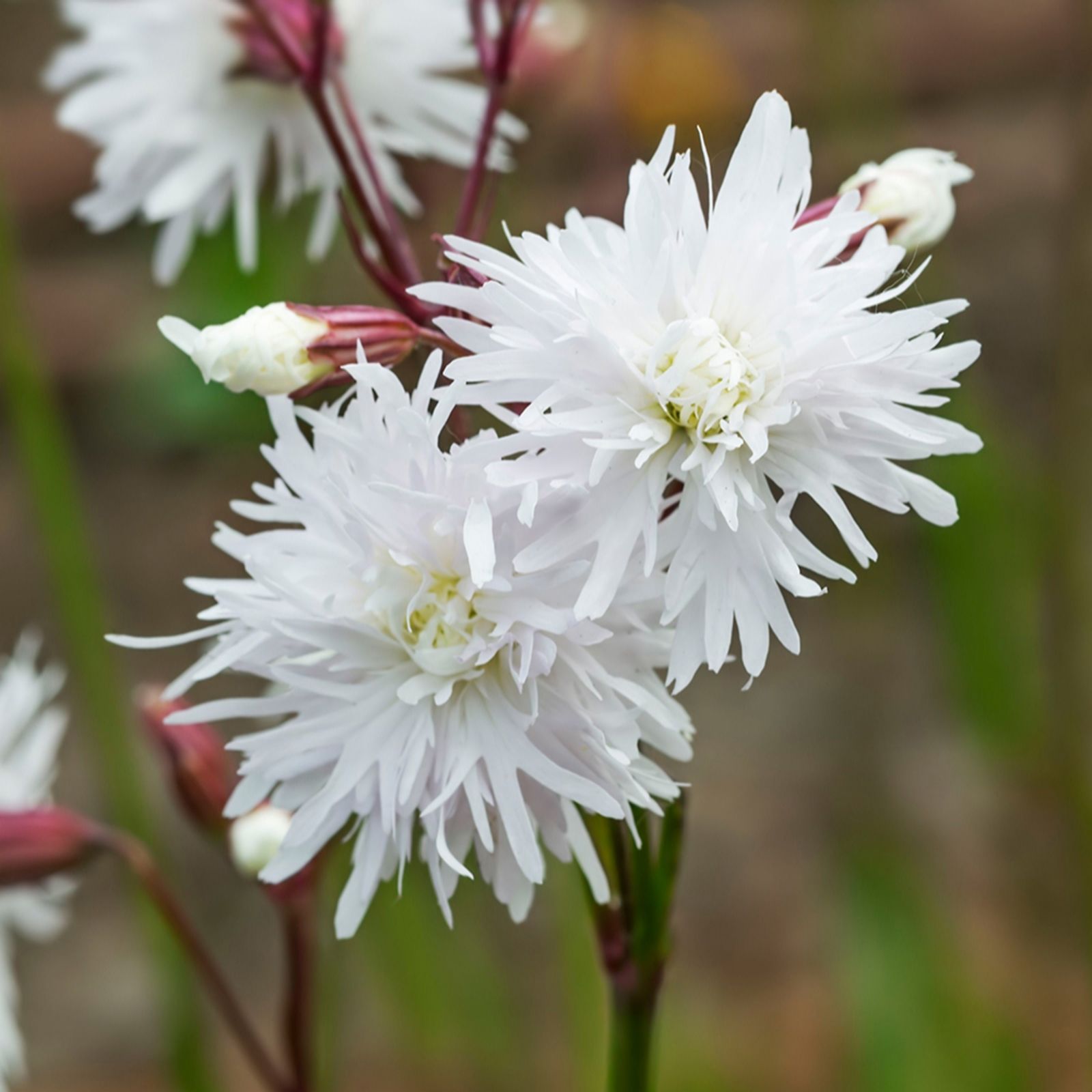 YouGarden Lychnis 'Petite Henri' in 9cm Pots x 3