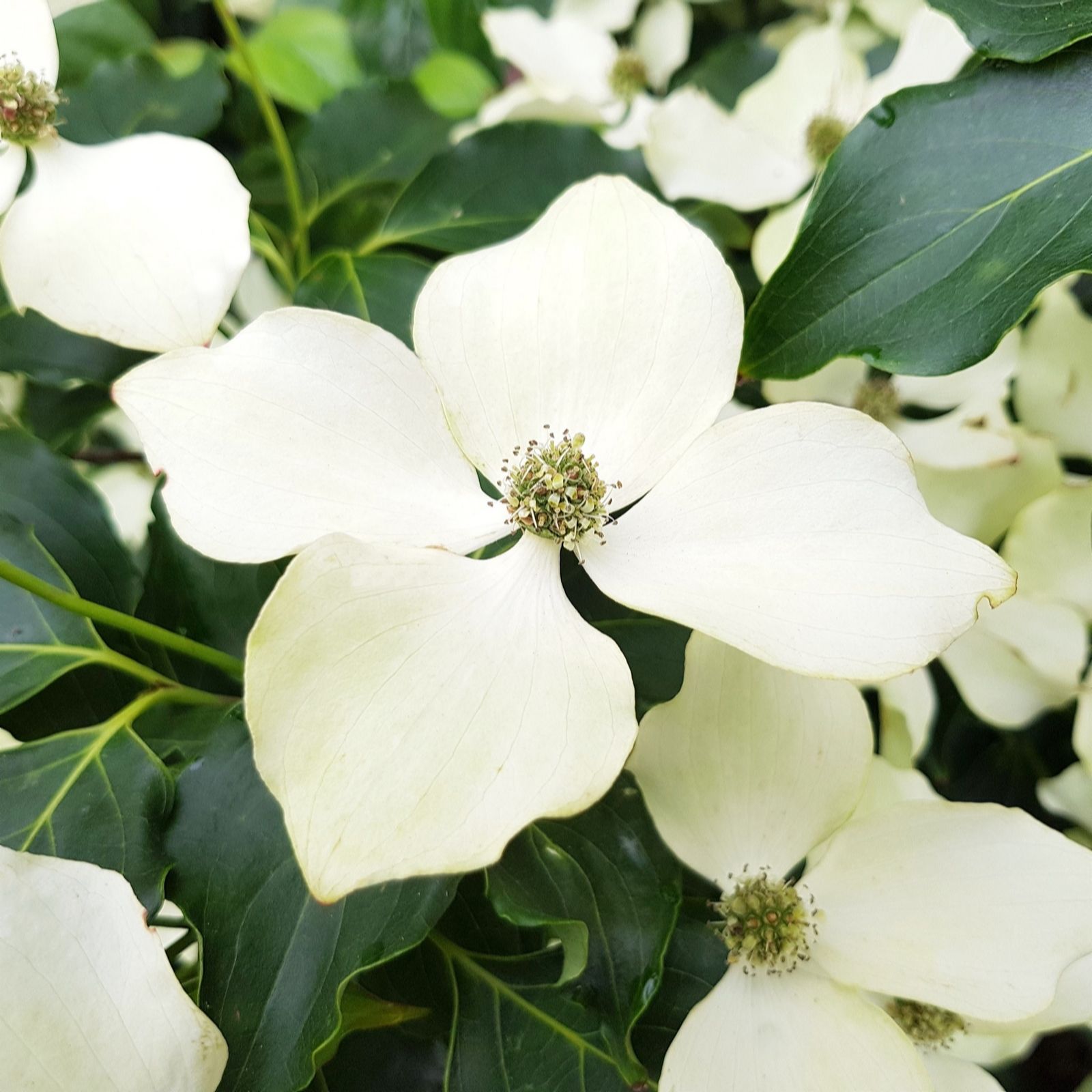 Plants 2 Gardens Cornus Flower Tower 5ltr