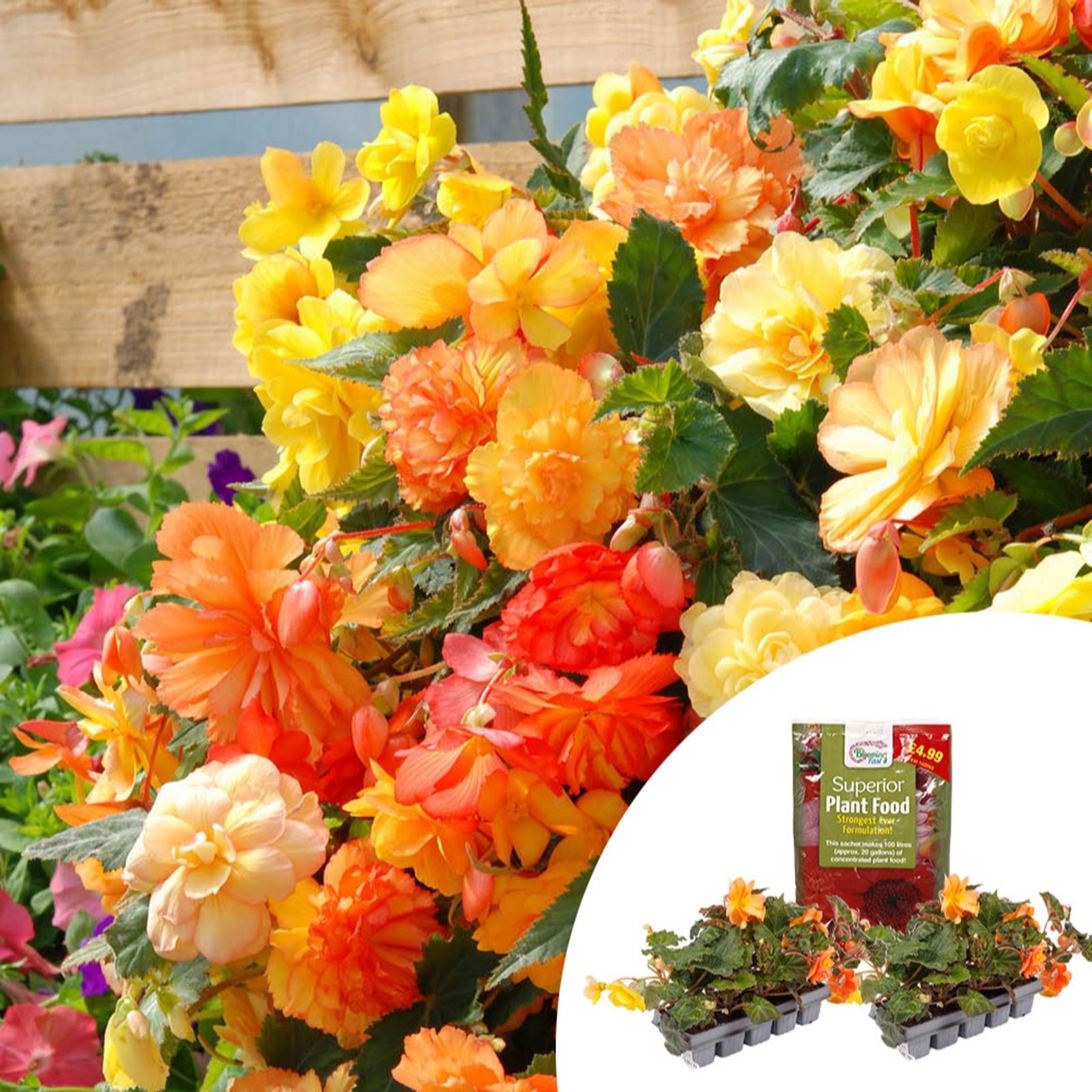 YouGardenBegonia 'Apricot Fiery Shades' x20 & 100g Fertiliser