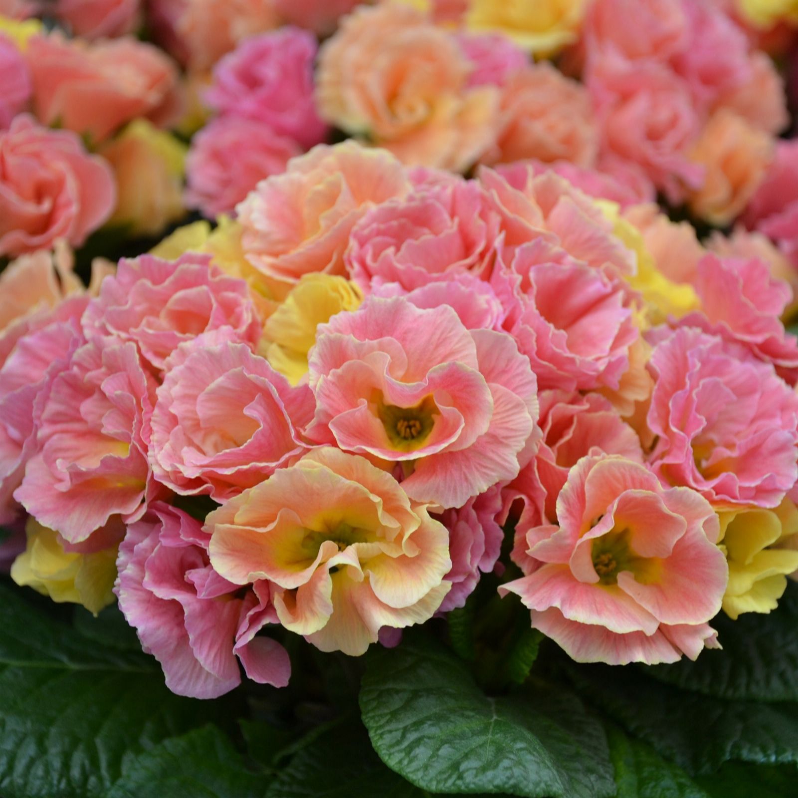 Richard Jackson Nursery Fresh Rose Scented Peach Melba Primrose 5x 6cm
