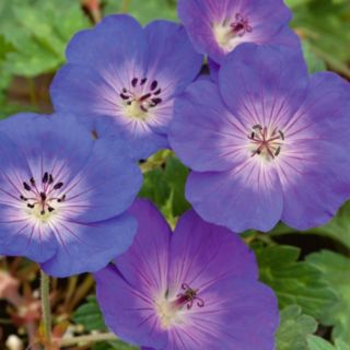 Plants2Gardens Geranium Rozanne 2 Litre Pots x 3