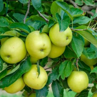 Thompson & Morgan Apple (Malus) Mini Yellow Golden 9cm Pot x 1